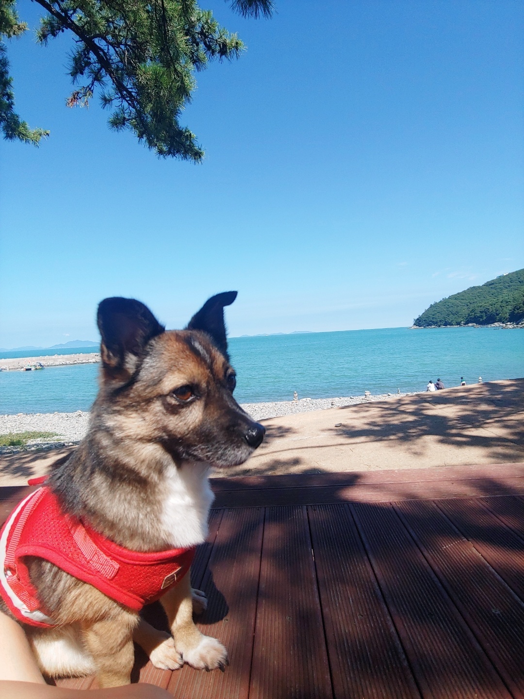 지로(리복이)와 함께한 600일