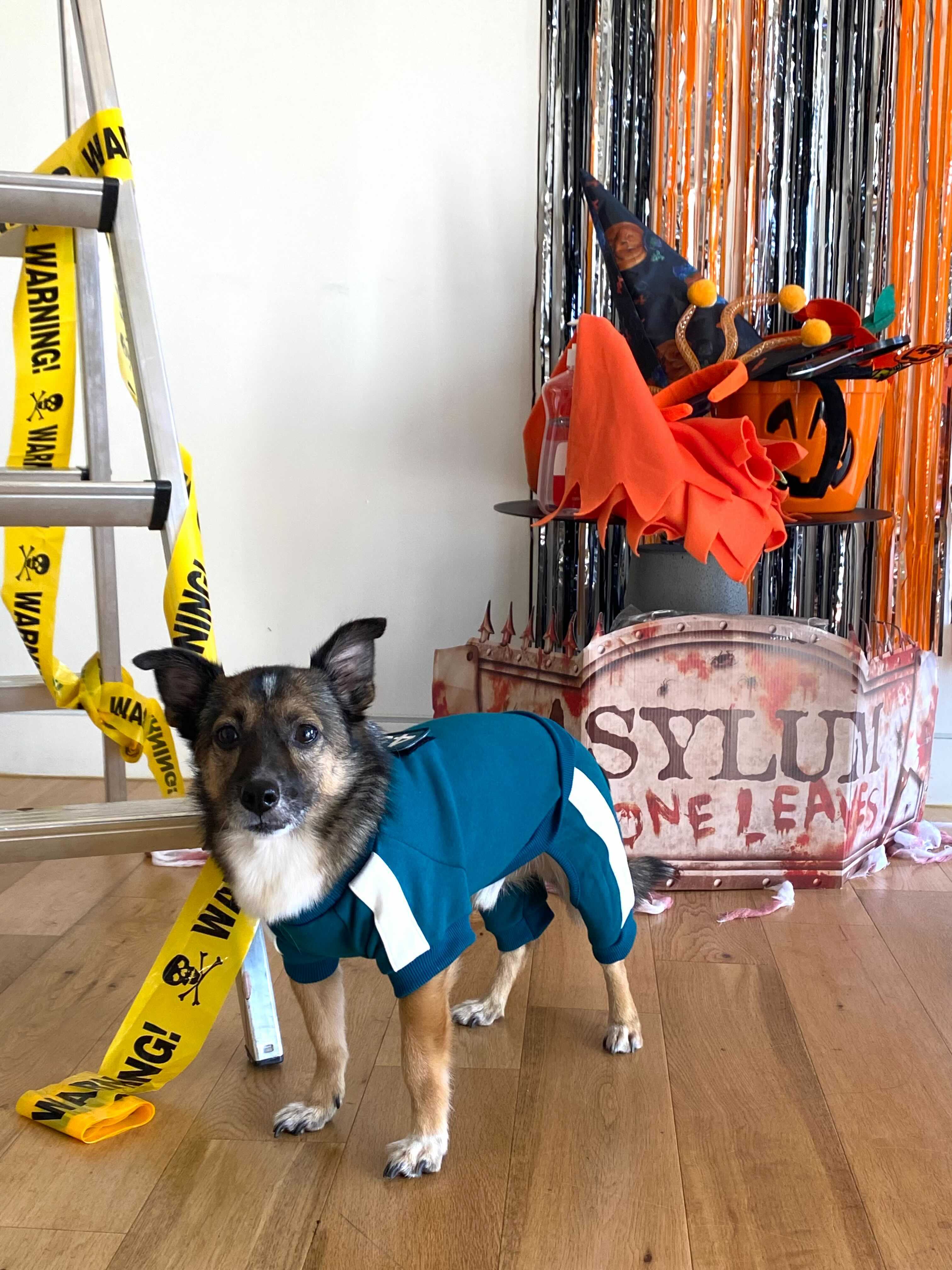 지로(리복이)와 함께한 600일