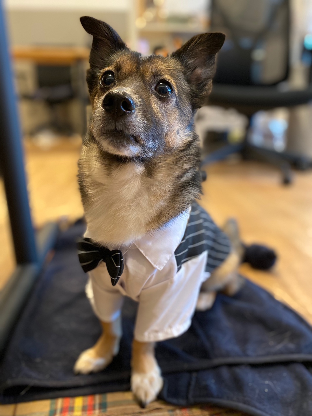 지로(리복이)와 함께한 600일