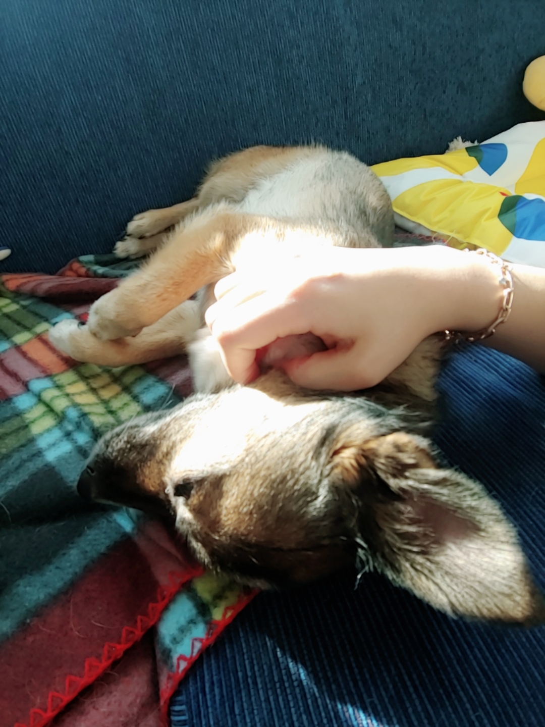 지로(리복이)와 함께한 600일