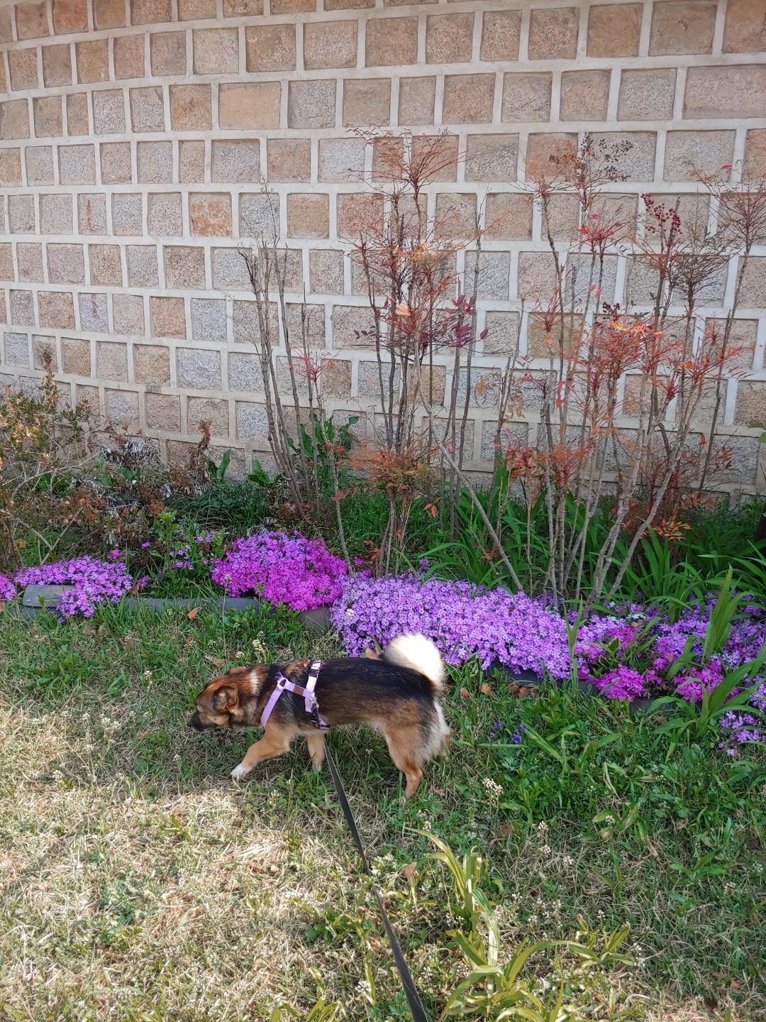 지로(리복이)와 함께한 600일