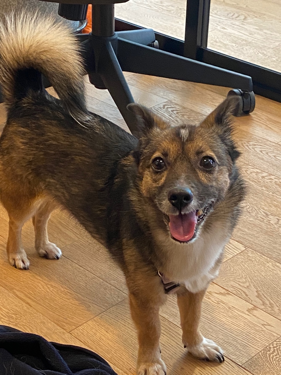 지로(리복이)와 함께한 600일