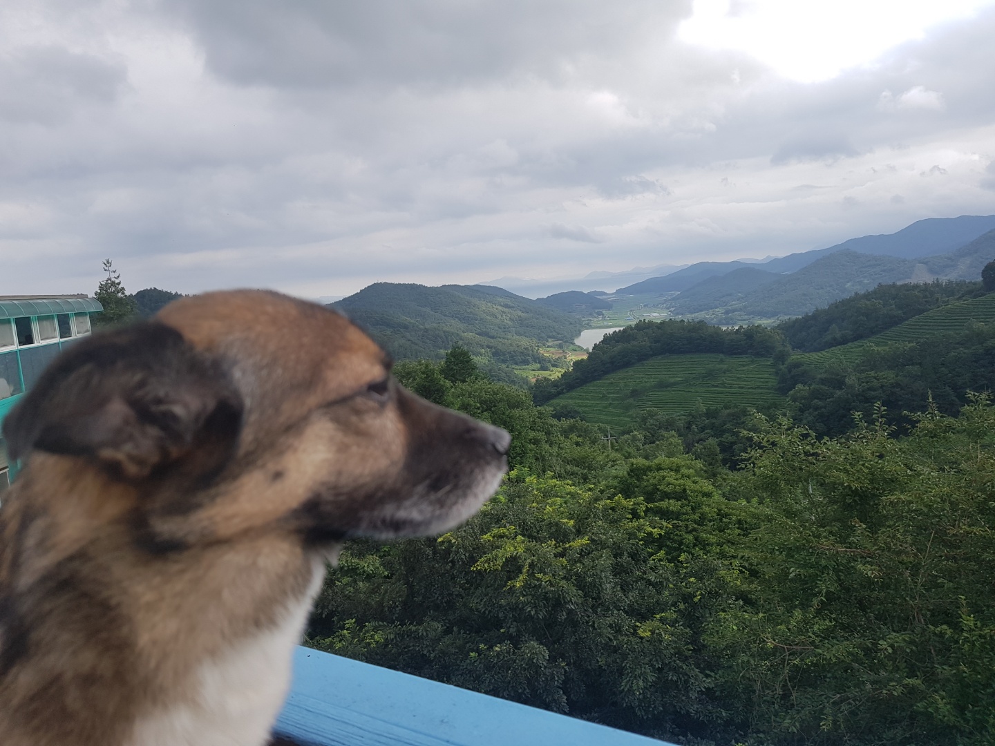 지로(리복이)와 함께한 600일