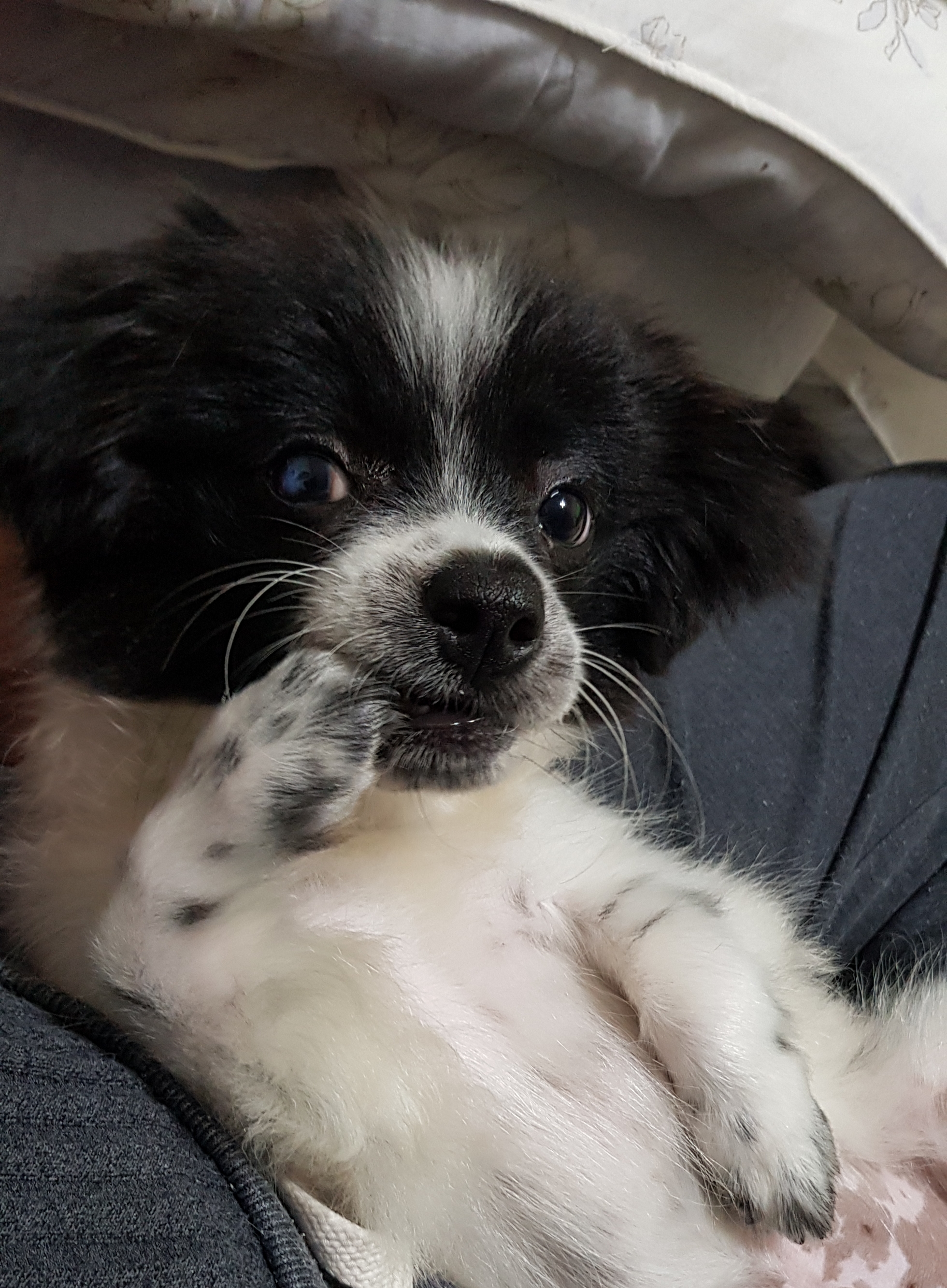 자이 입양 3달 일기