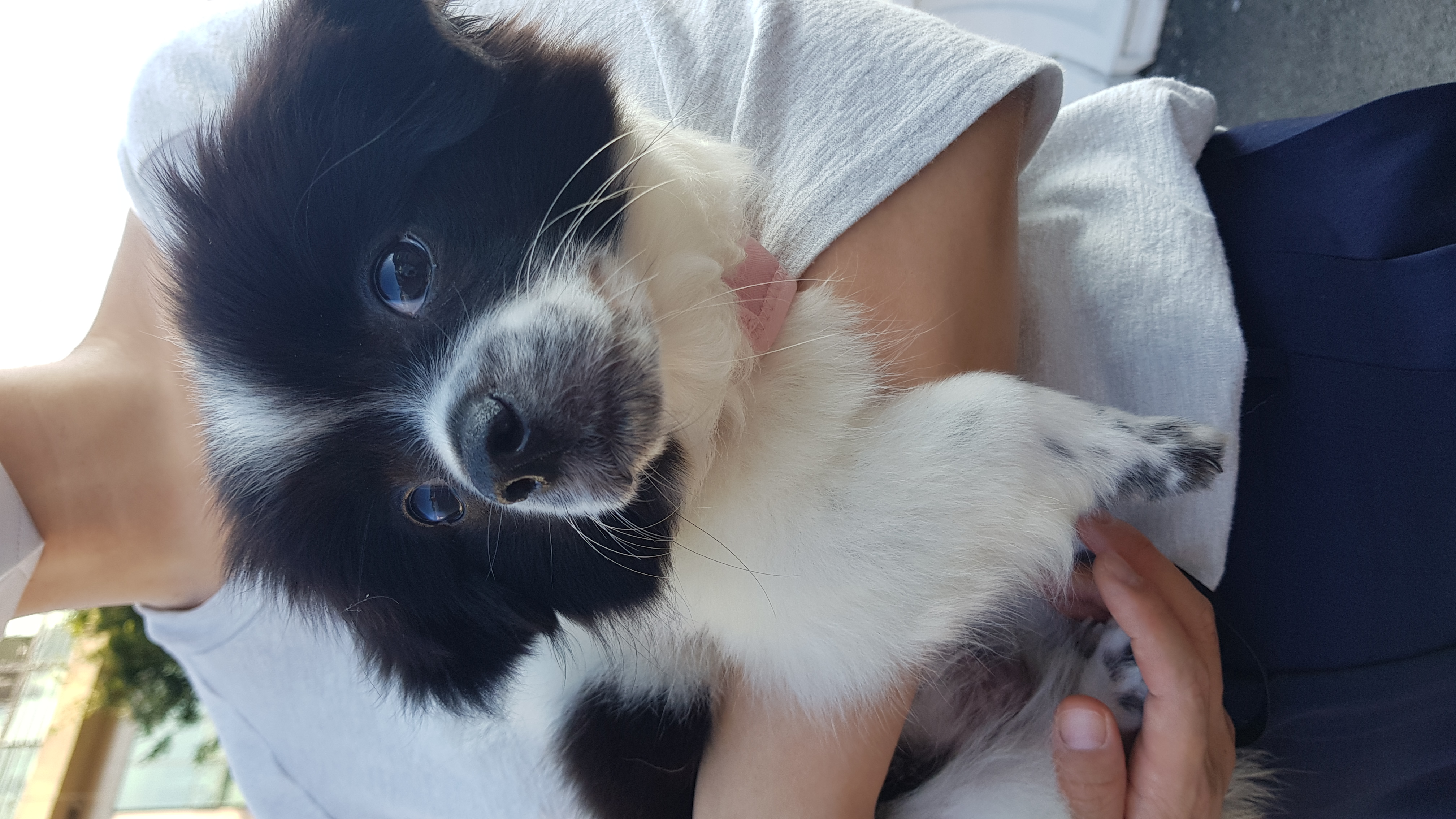 자이 입양 3달 일기