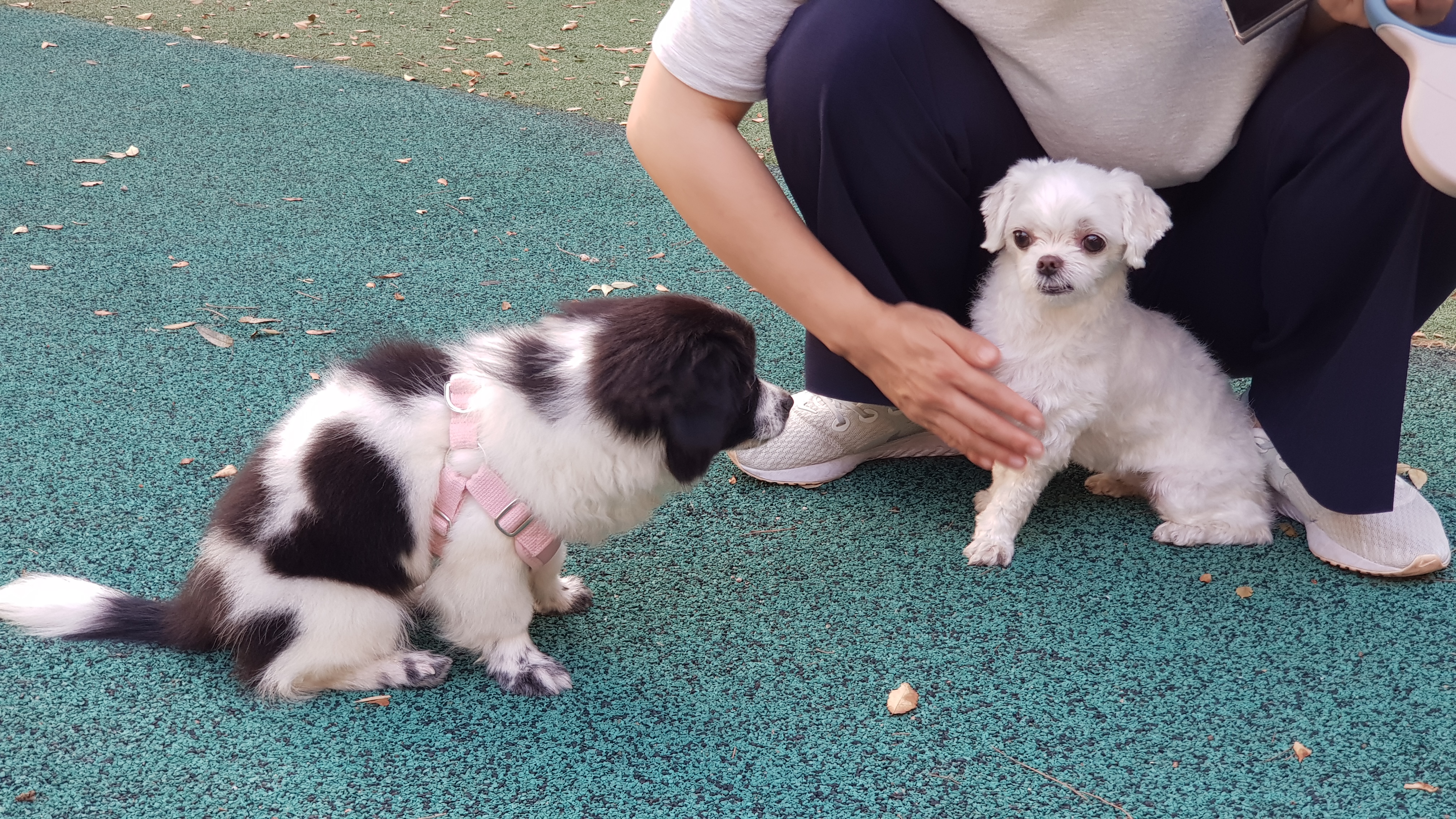 자이 입양 3달 일기