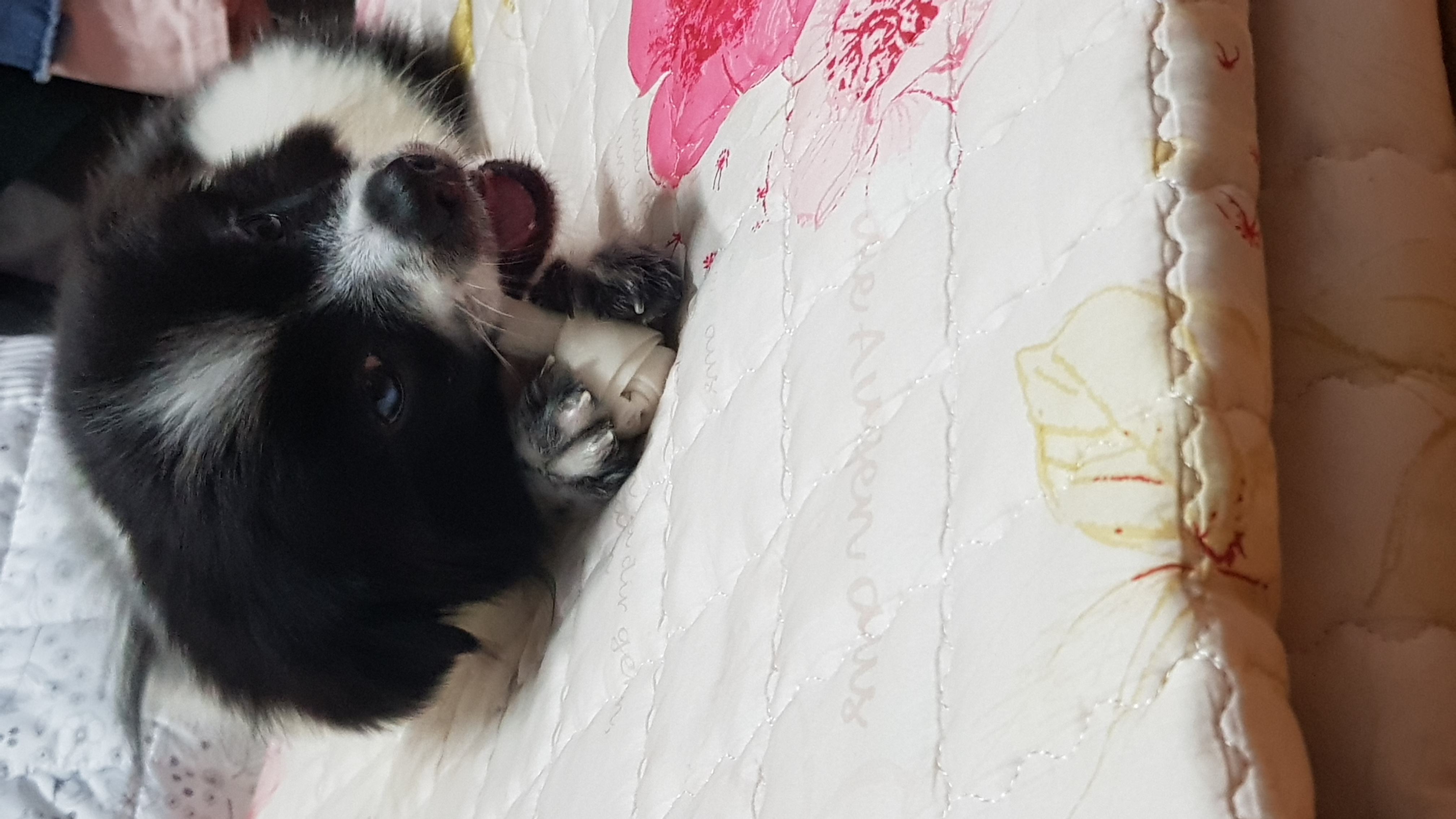 자이 입양 3달 일기