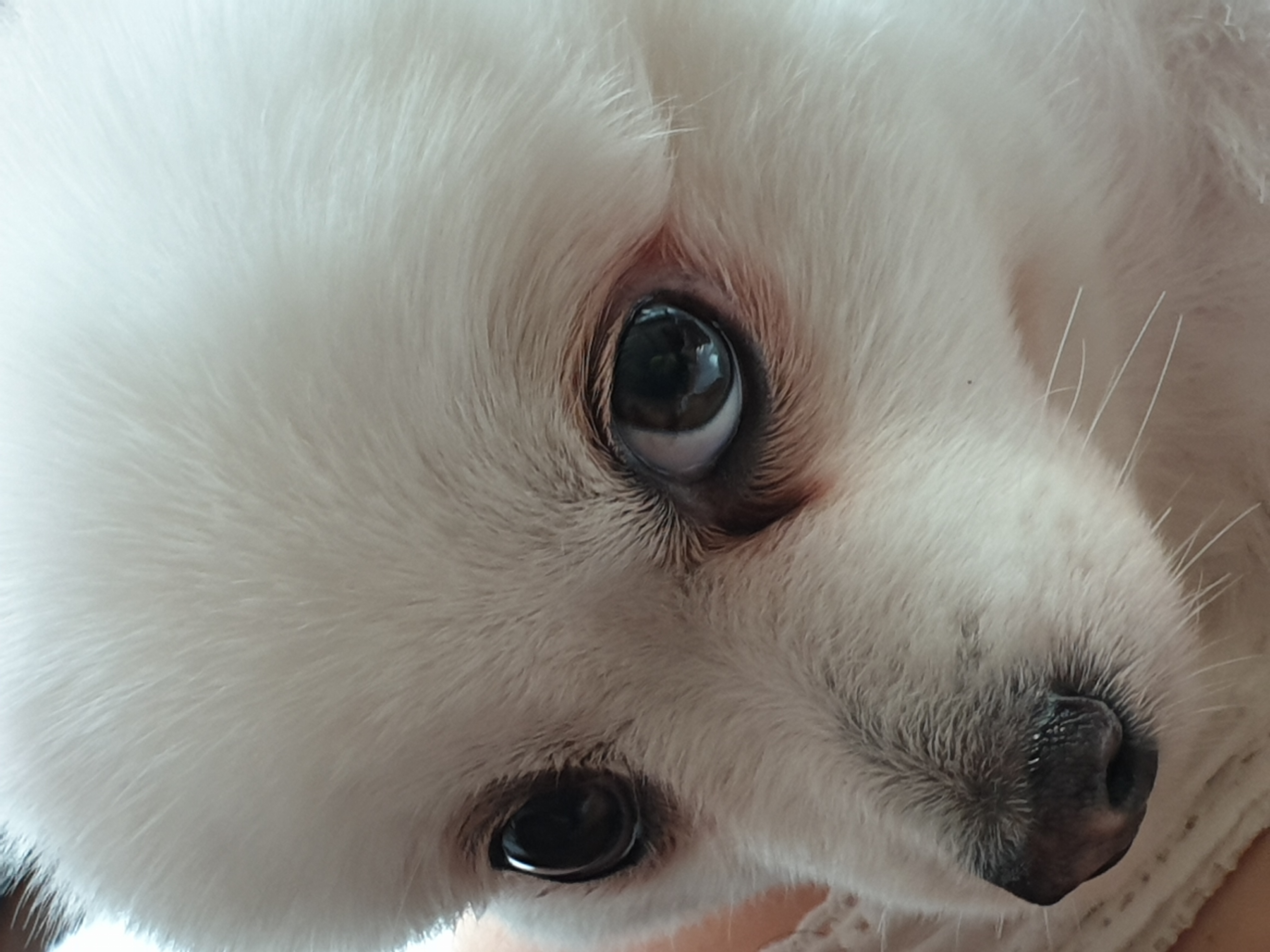 (영천 꽃별 )별이  오랜만에  소식드려요