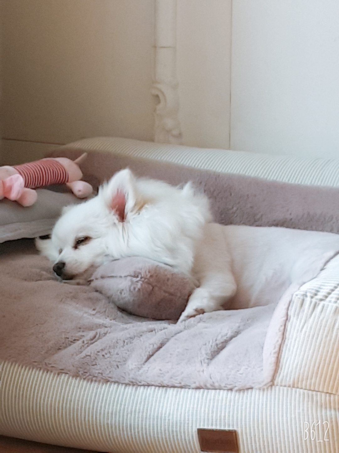 (영천 꽃별 )별이  오랜만에  소식드려요