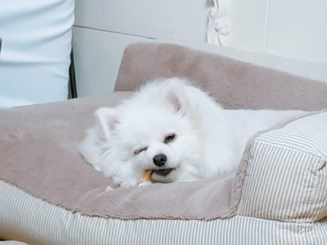 (영천 꽃별 )별이  오랜만에  소식드려요