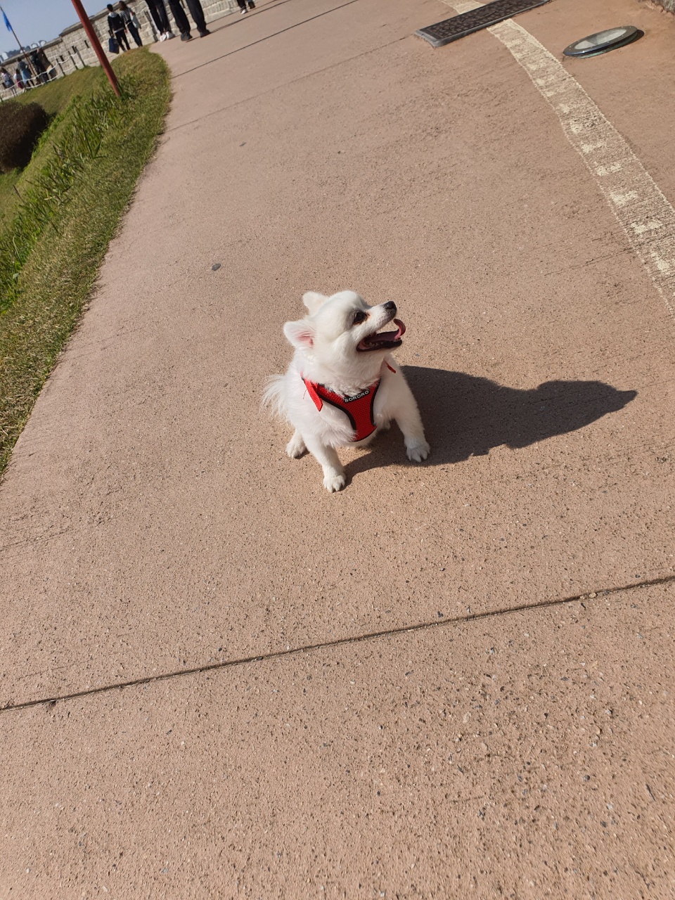 (영천 꽃별 )별이  오랜만에  소식드려요
