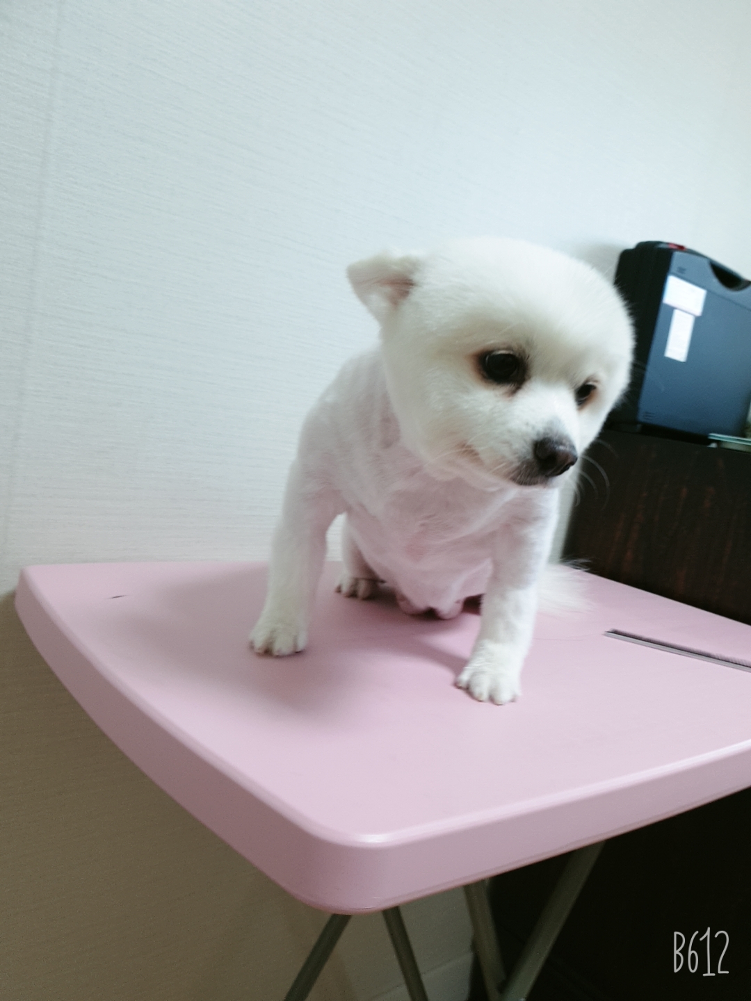 (영천 꽃별 )별이  오랜만에  소식드려요