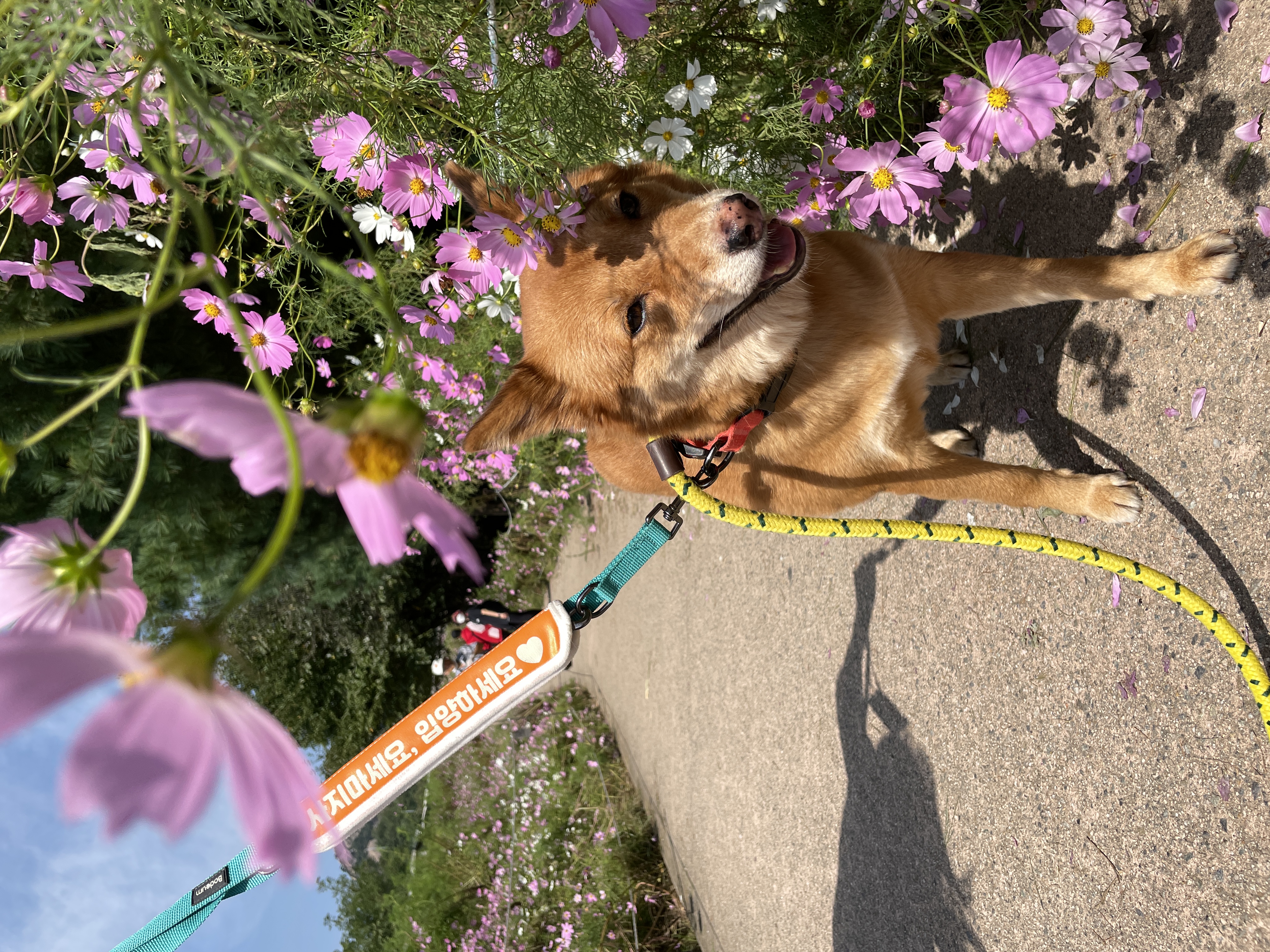 ★단이 입양 1주년★