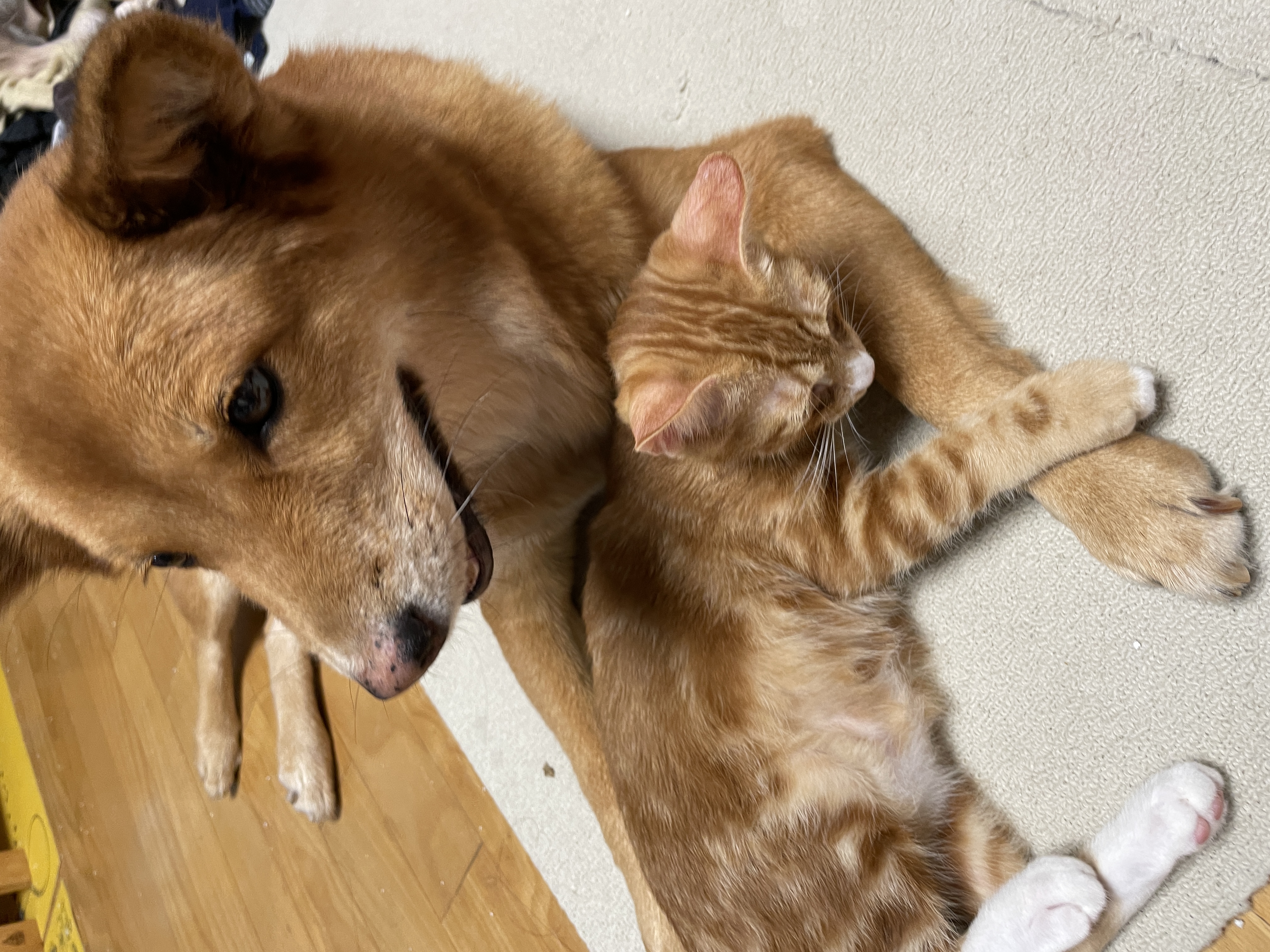 ★단이 입양 1주년★