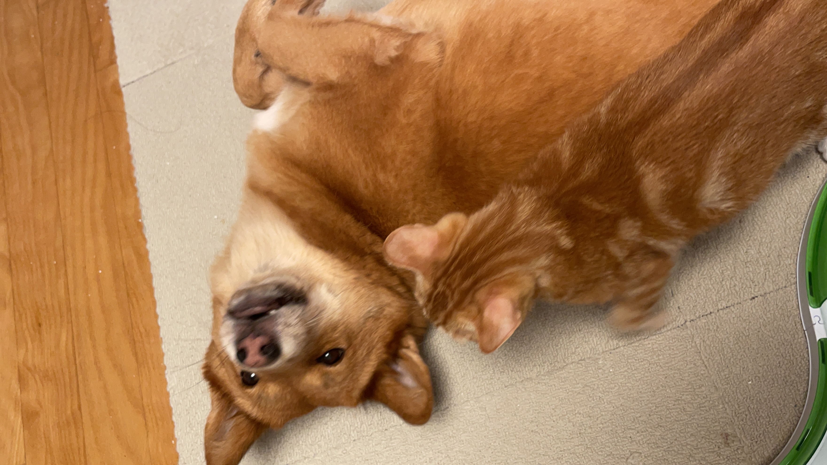 ★단이 입양 1주년★