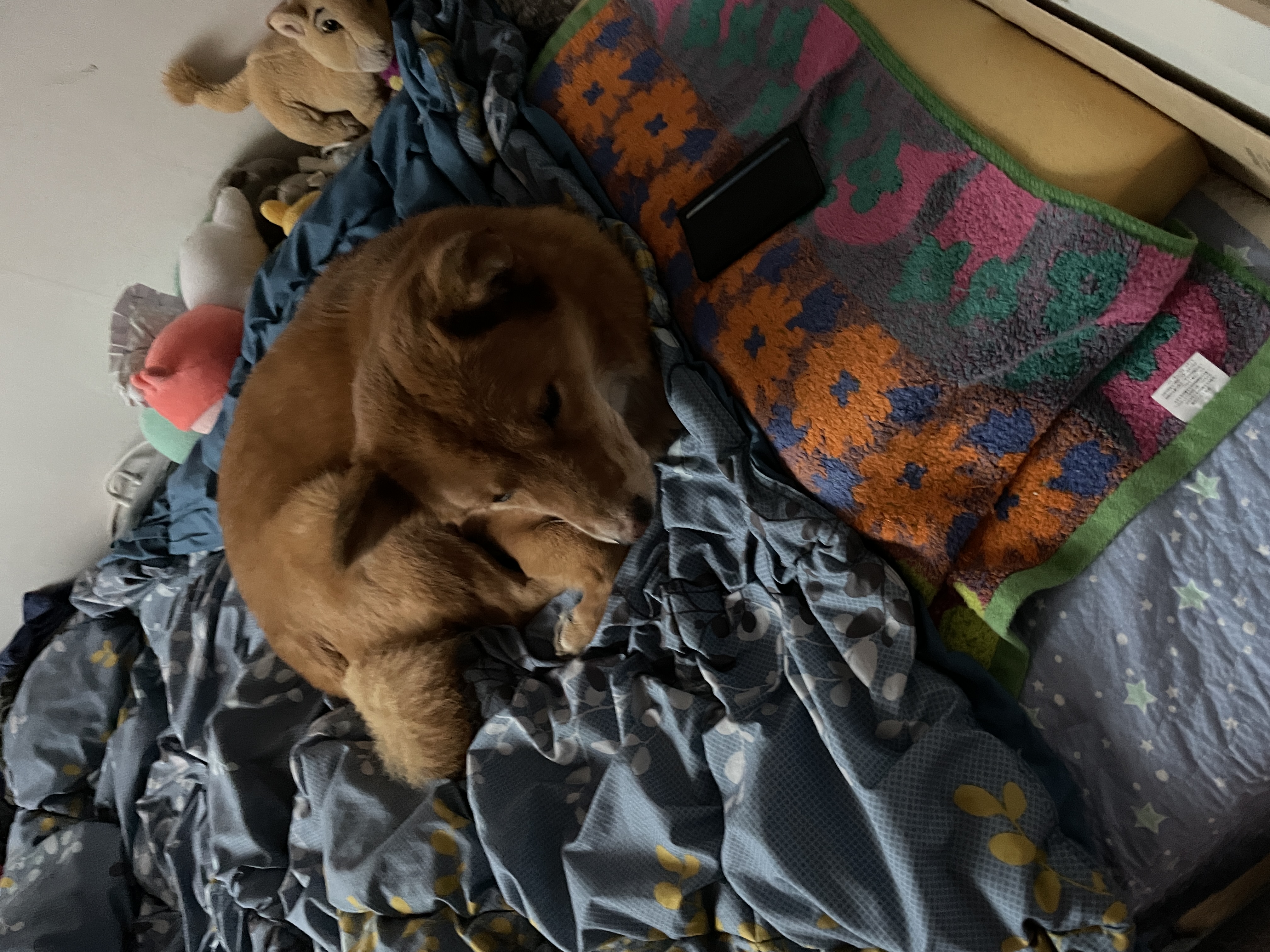 ★단이 입양 1주년★