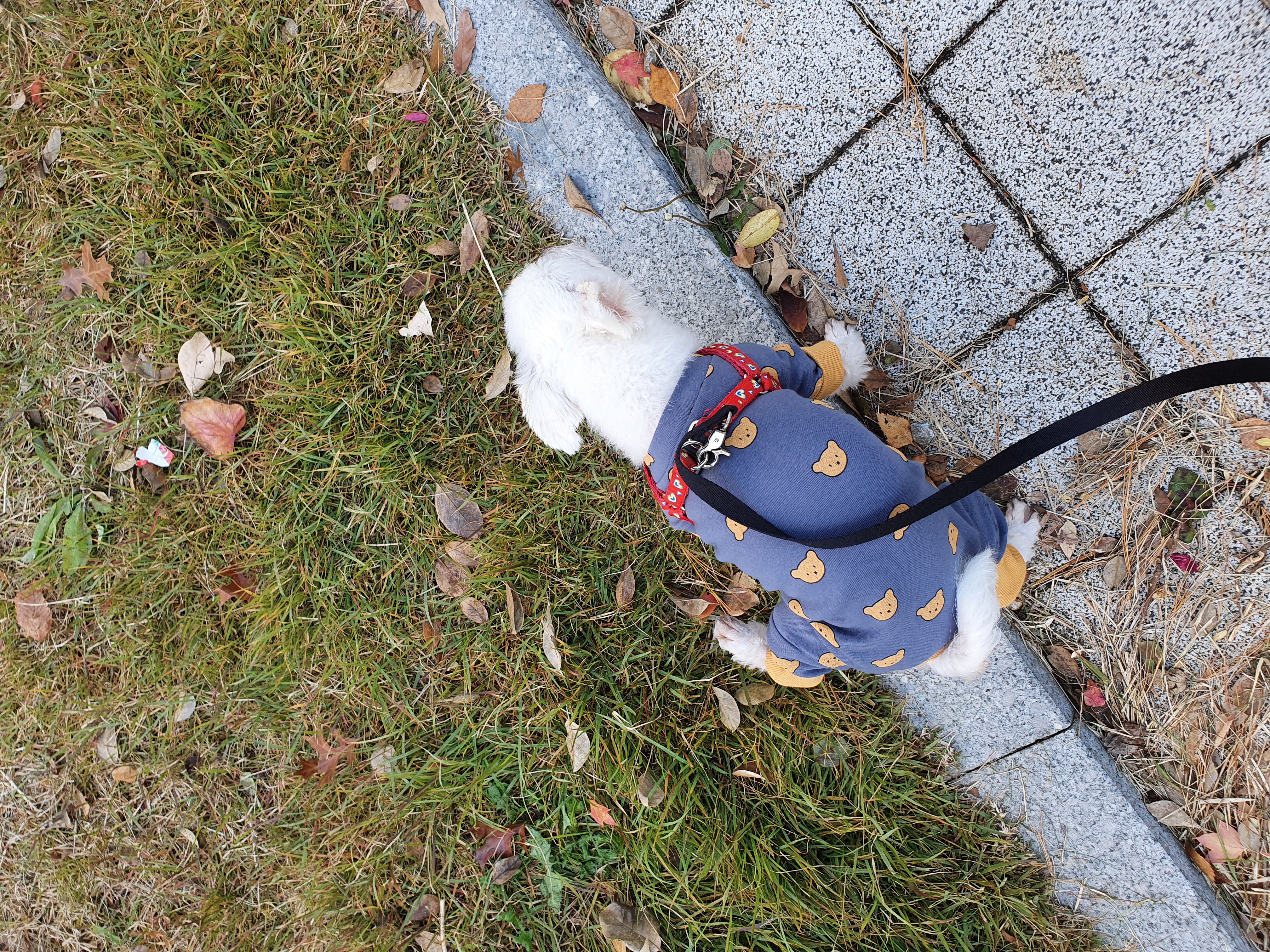 올만예요 호야예요