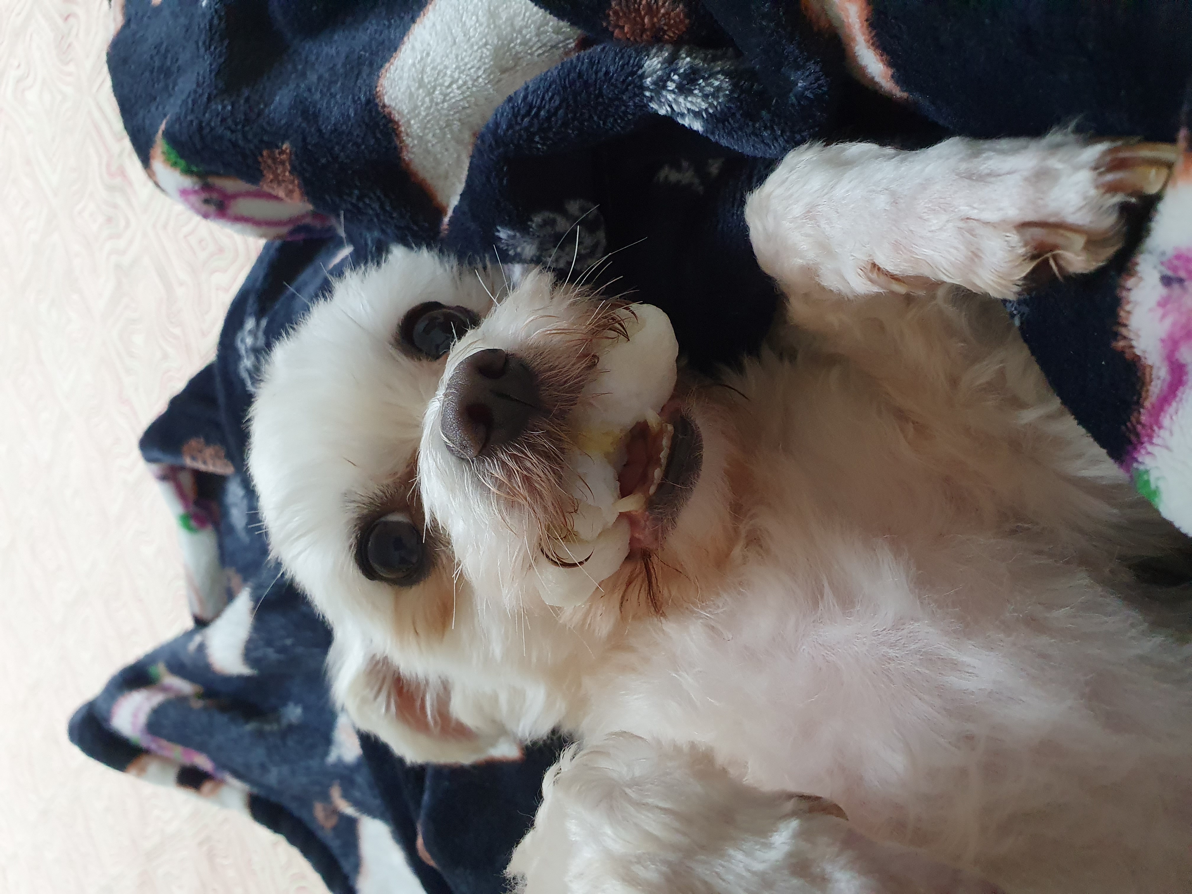 올만예요 호야예요