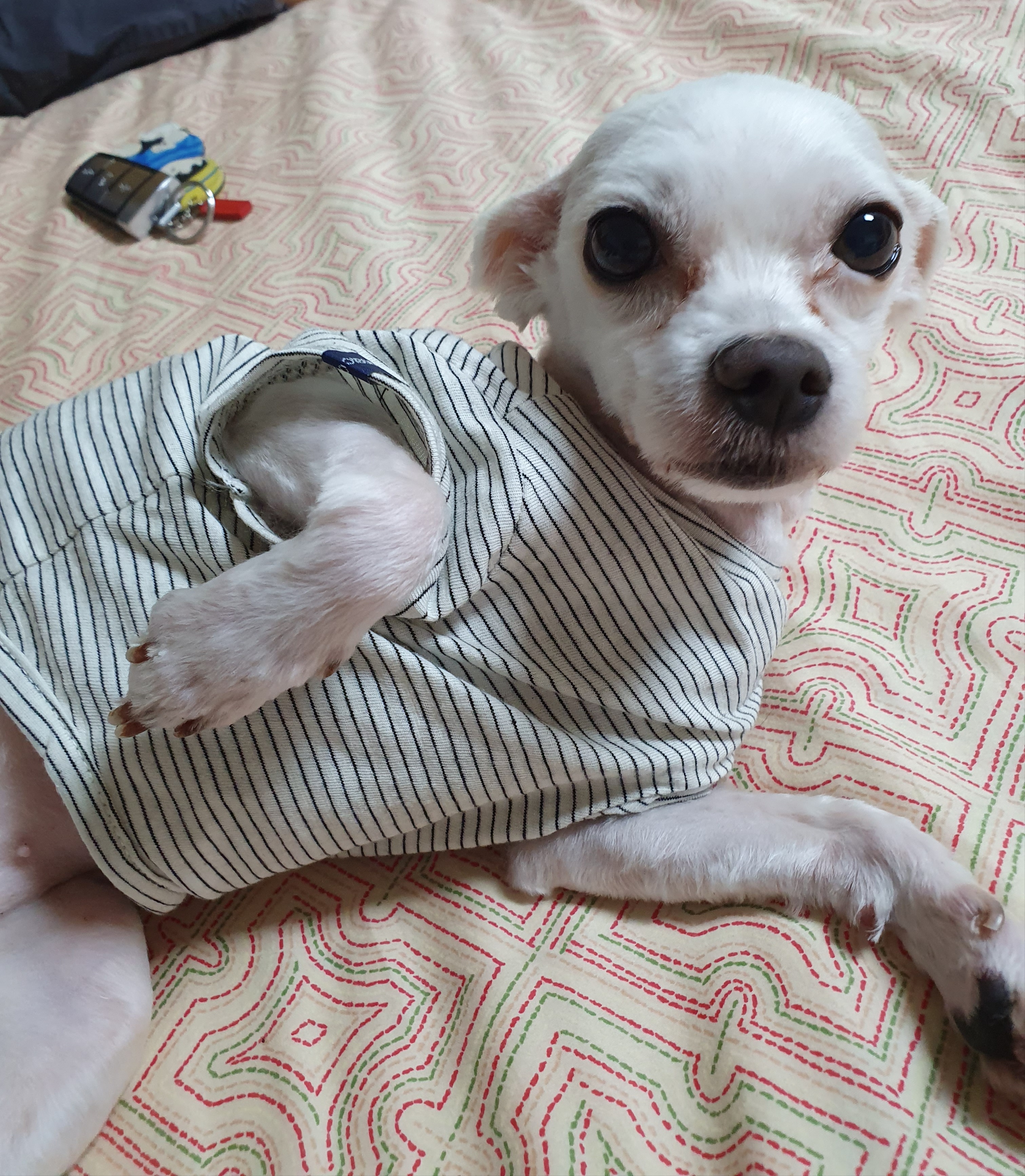 올만예요 호야예요