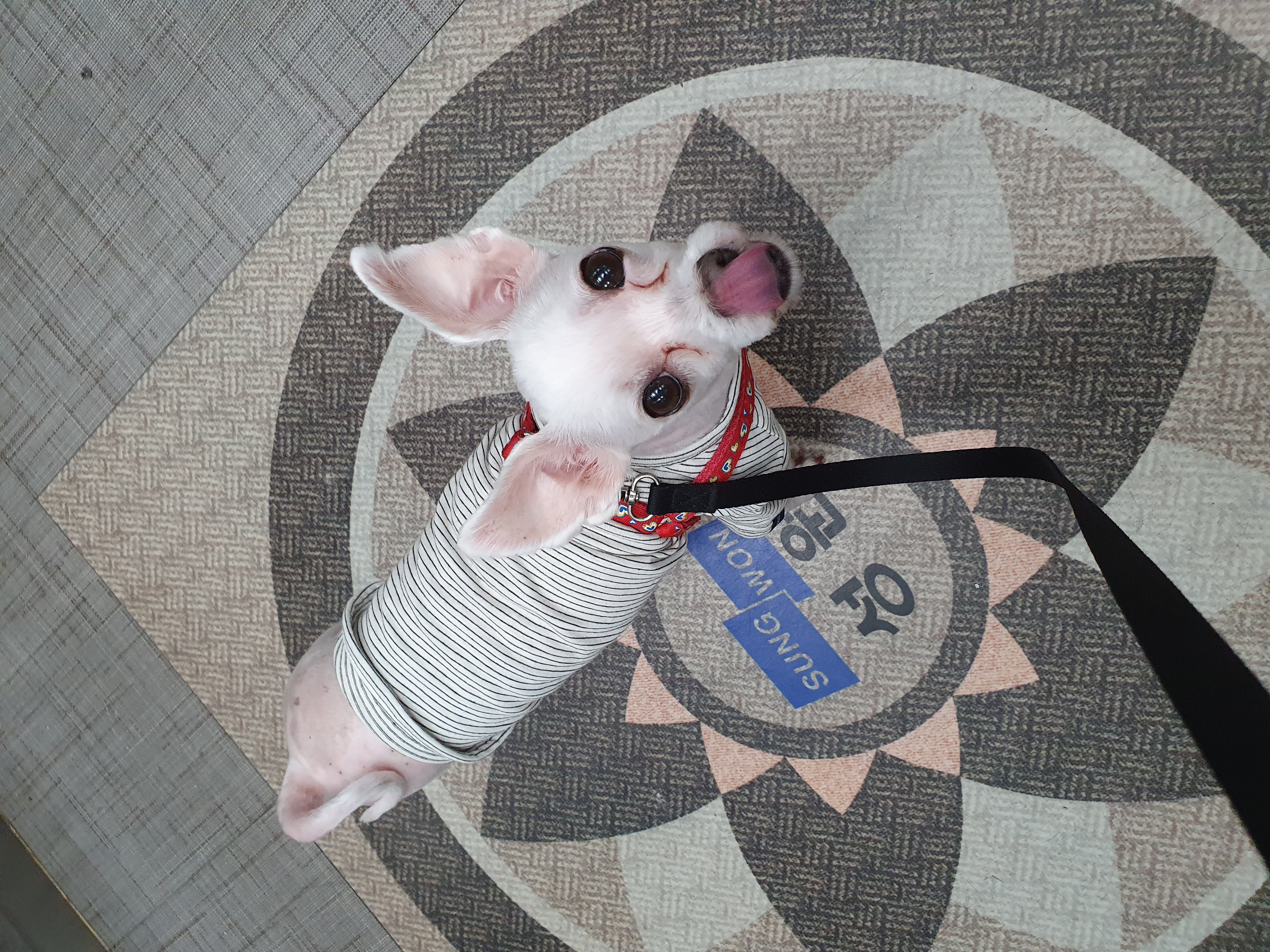 올만예요 호야예요