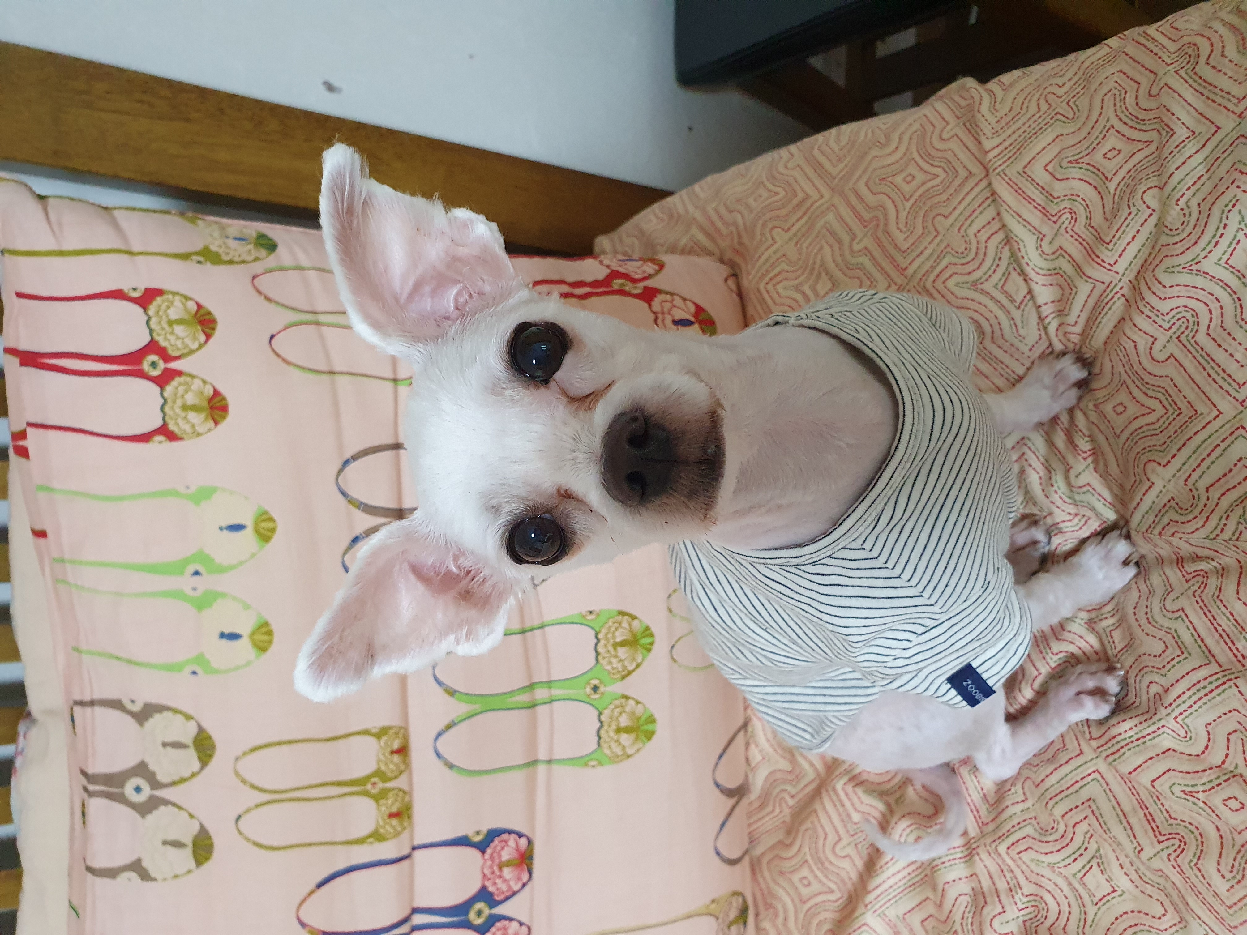 올만예요 호야예요