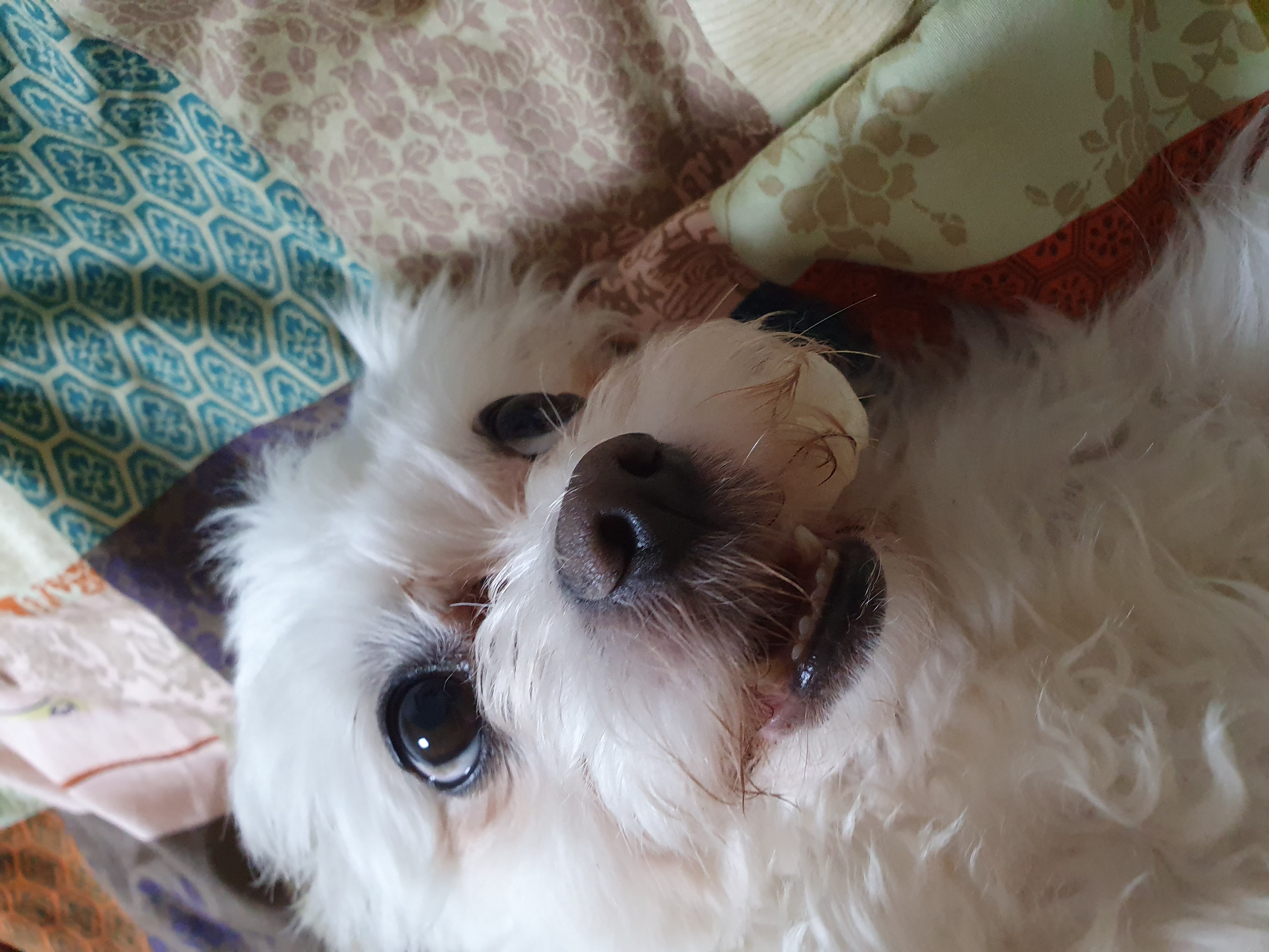 올만예요 호야예요