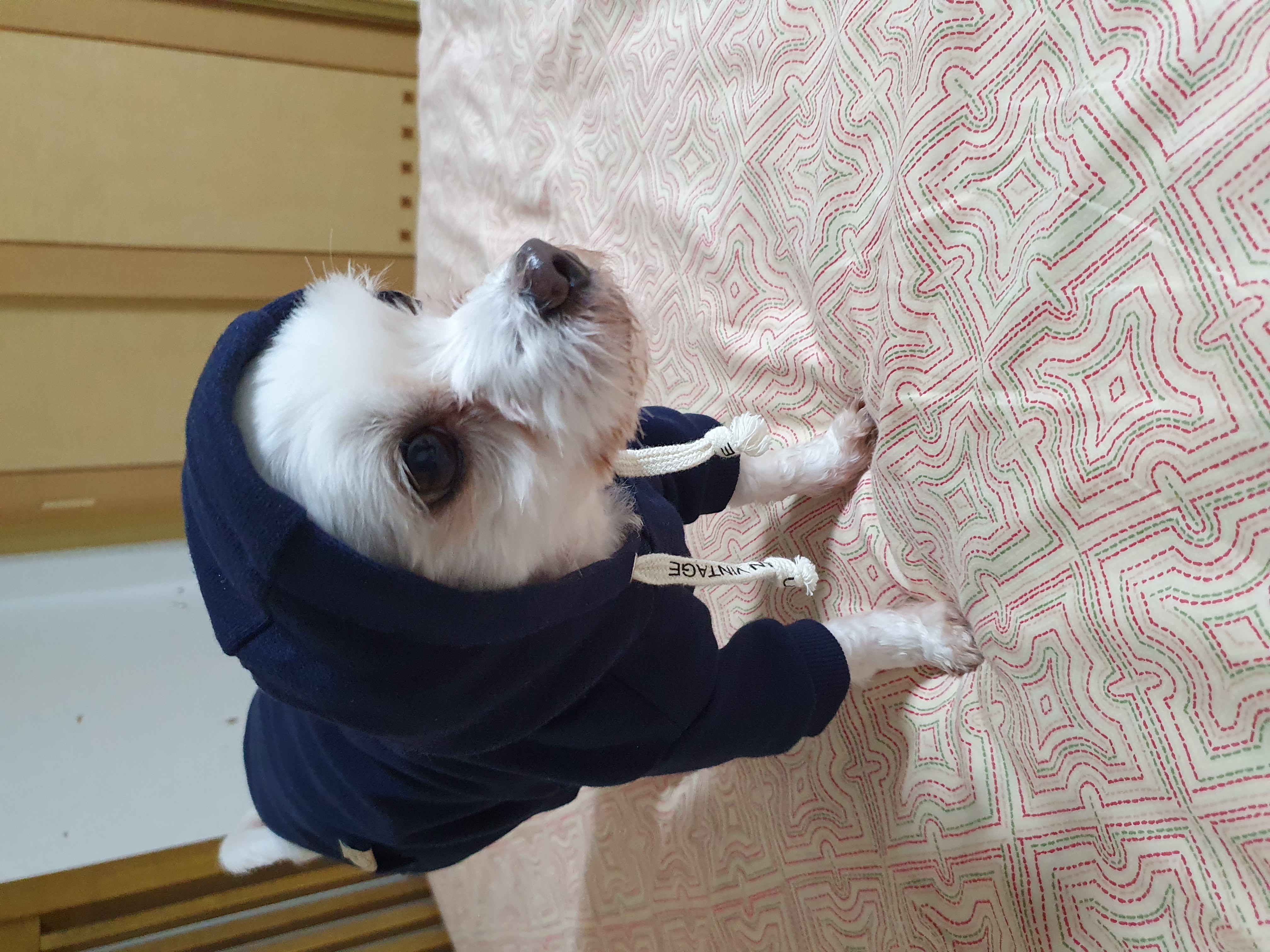 올만예요 호야예요