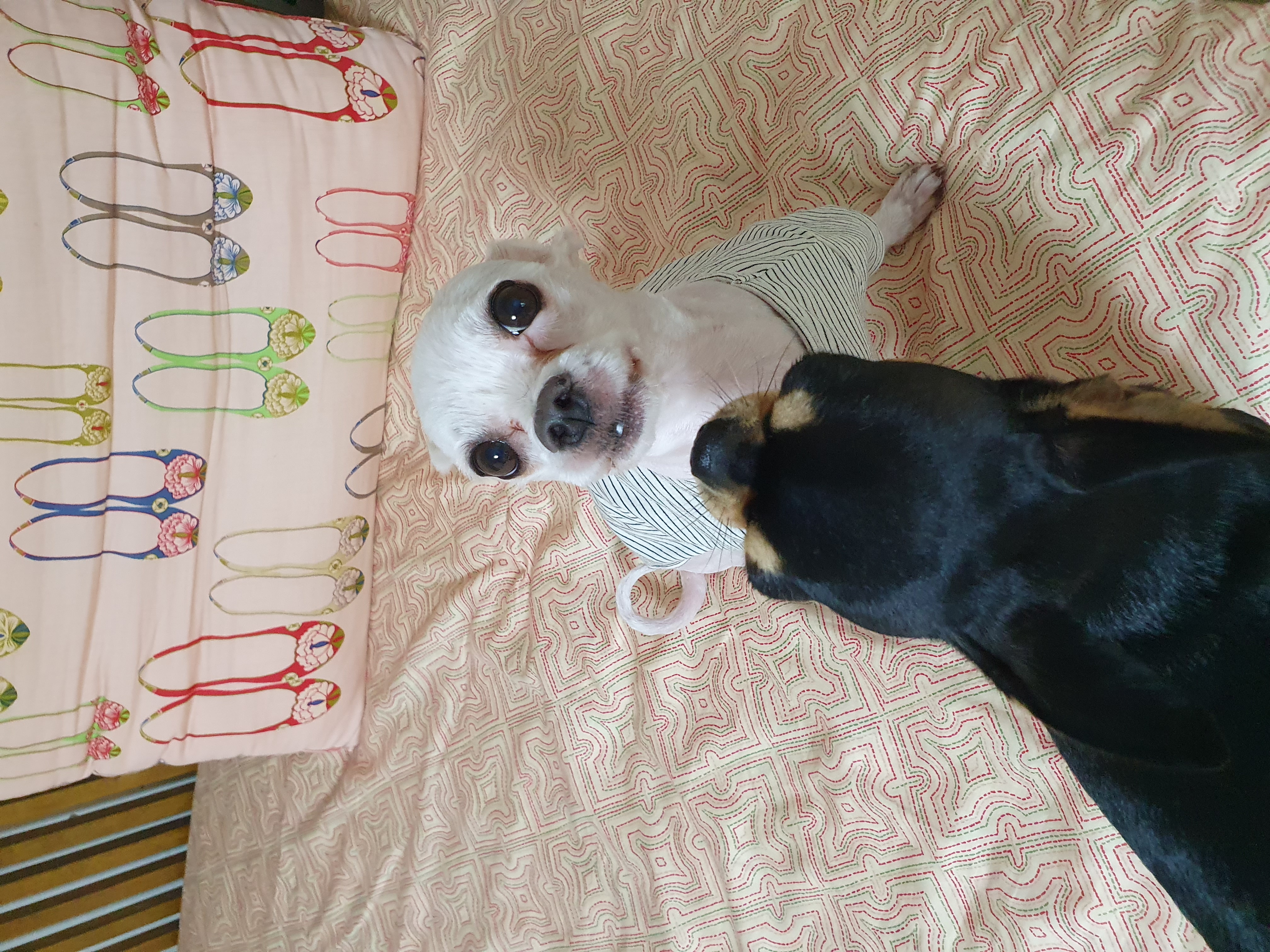 올만예요 호야예요