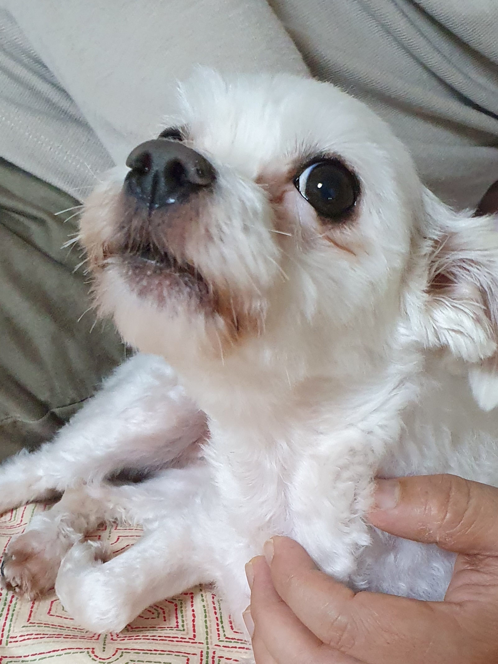 올만예요 호야예요