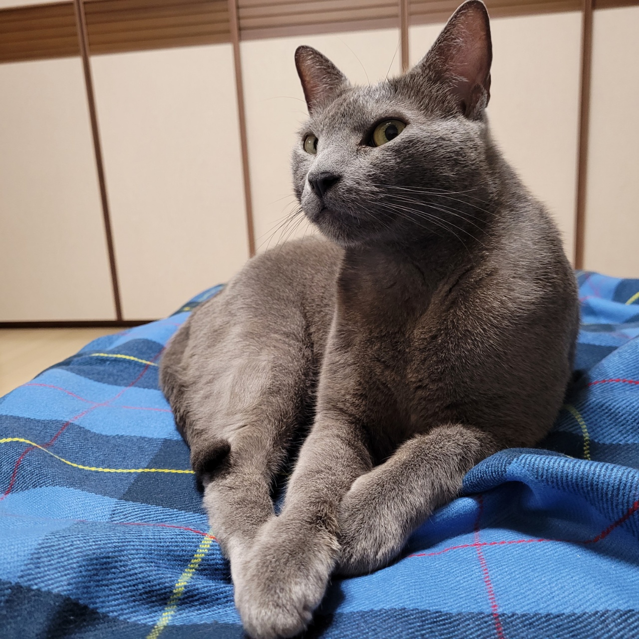 러블이(밍키)  가족이 된지 한달이 되었습니다.