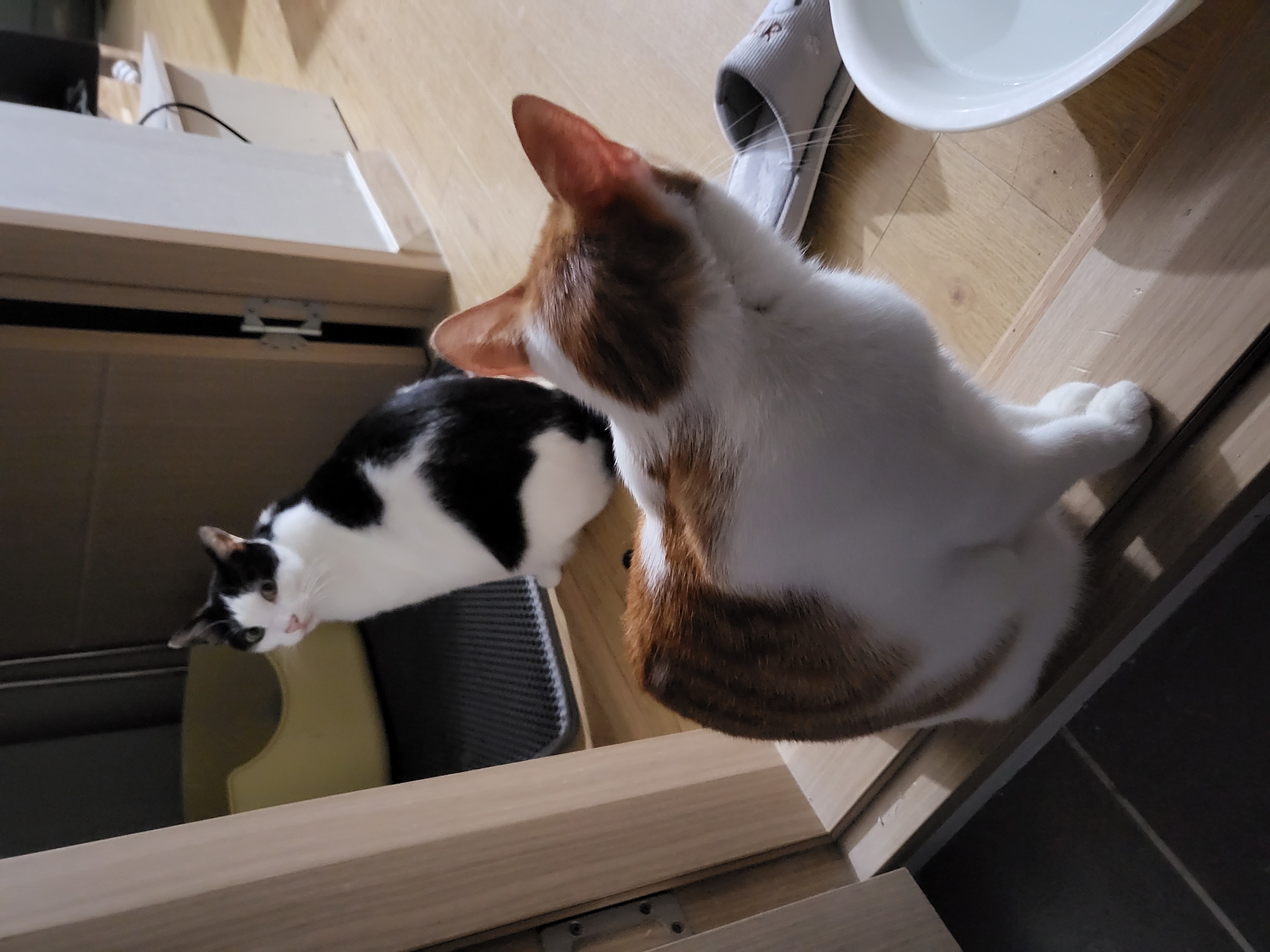 새싹이네집입니다