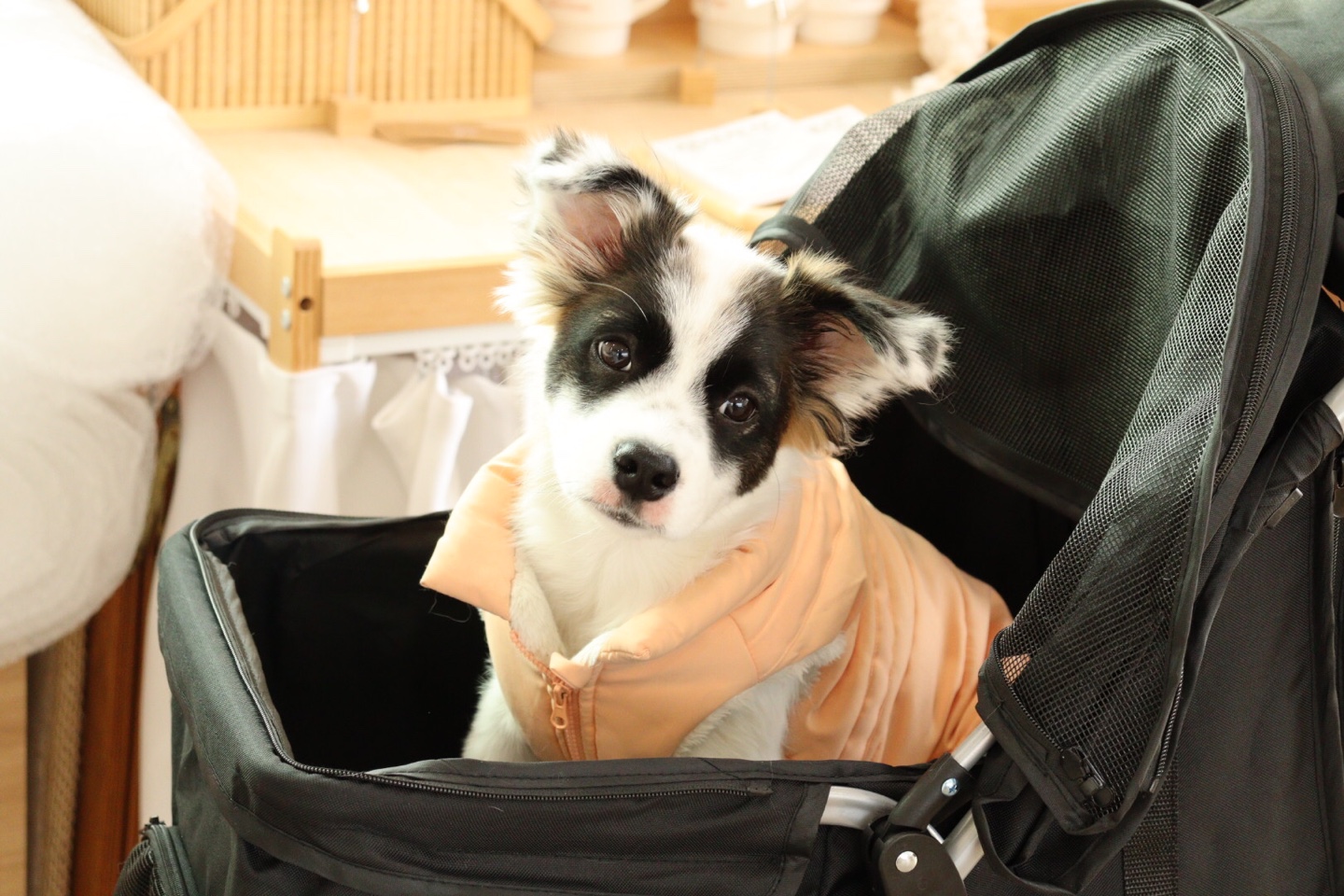 (오래) 레오 입양후기