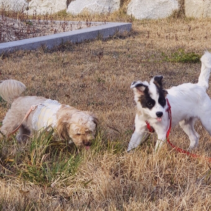 (오래) 레오 입양후기