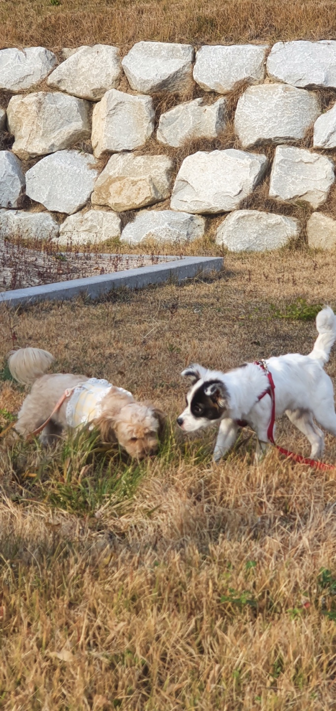 (오래) 레오 입양후기