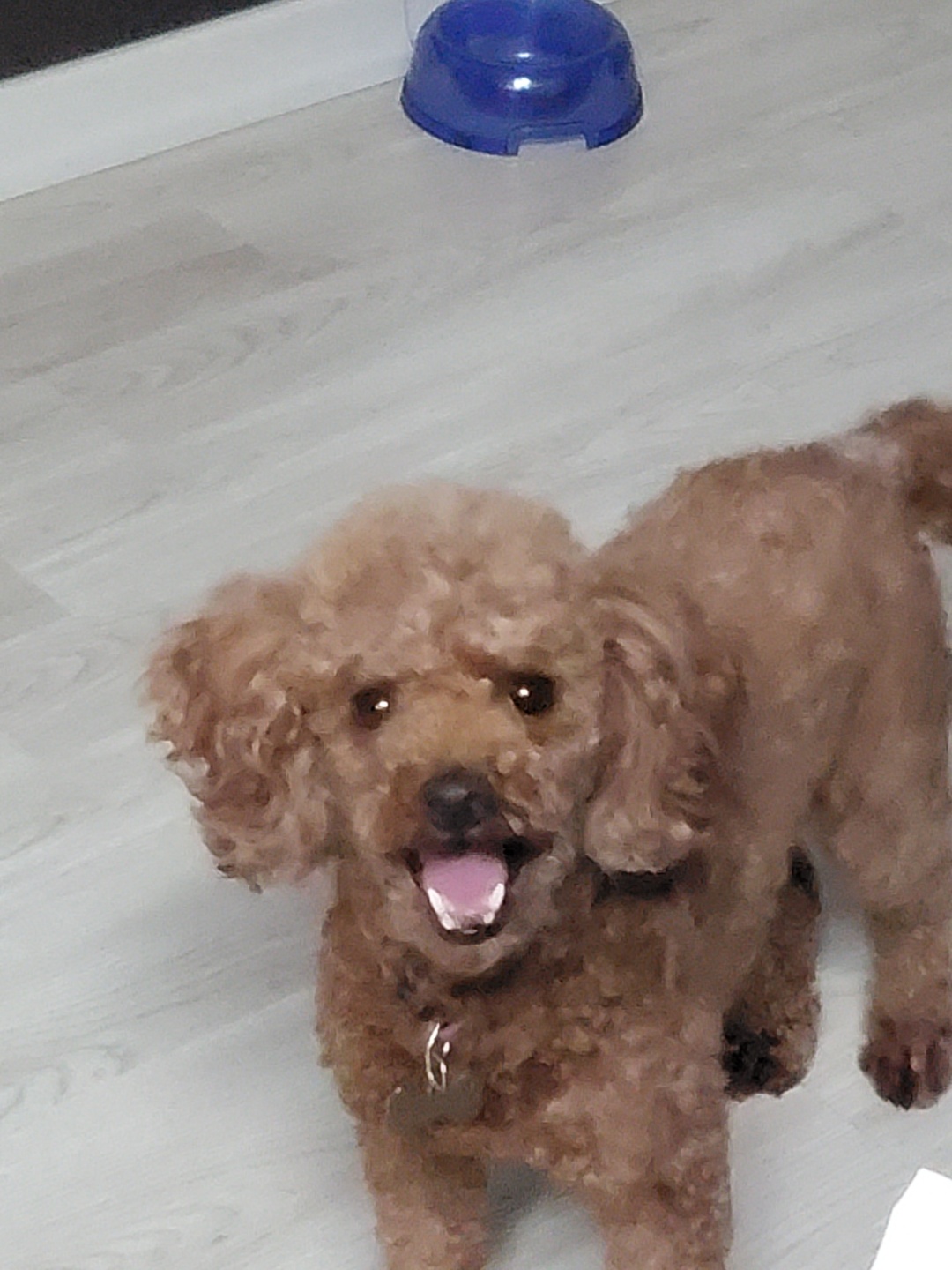 랩몬(몽글)이가 3년 차 생활 이야기와 해랑(하루)의 이야기를 전해드립니다.