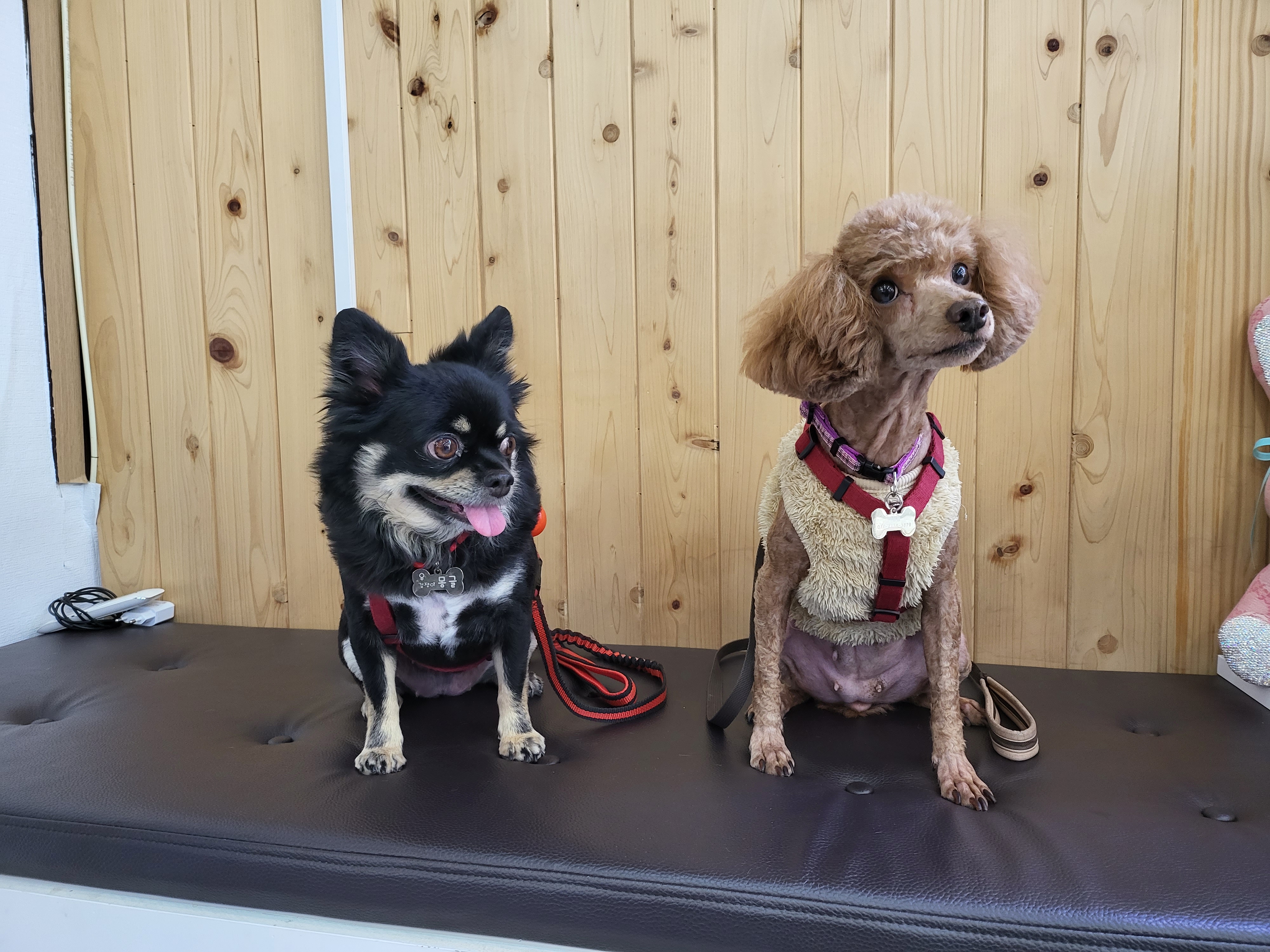 랩몬(몽글)이가 3년 차 생활 이야기와 해랑(하루)의 이야기를 전해드립니다.