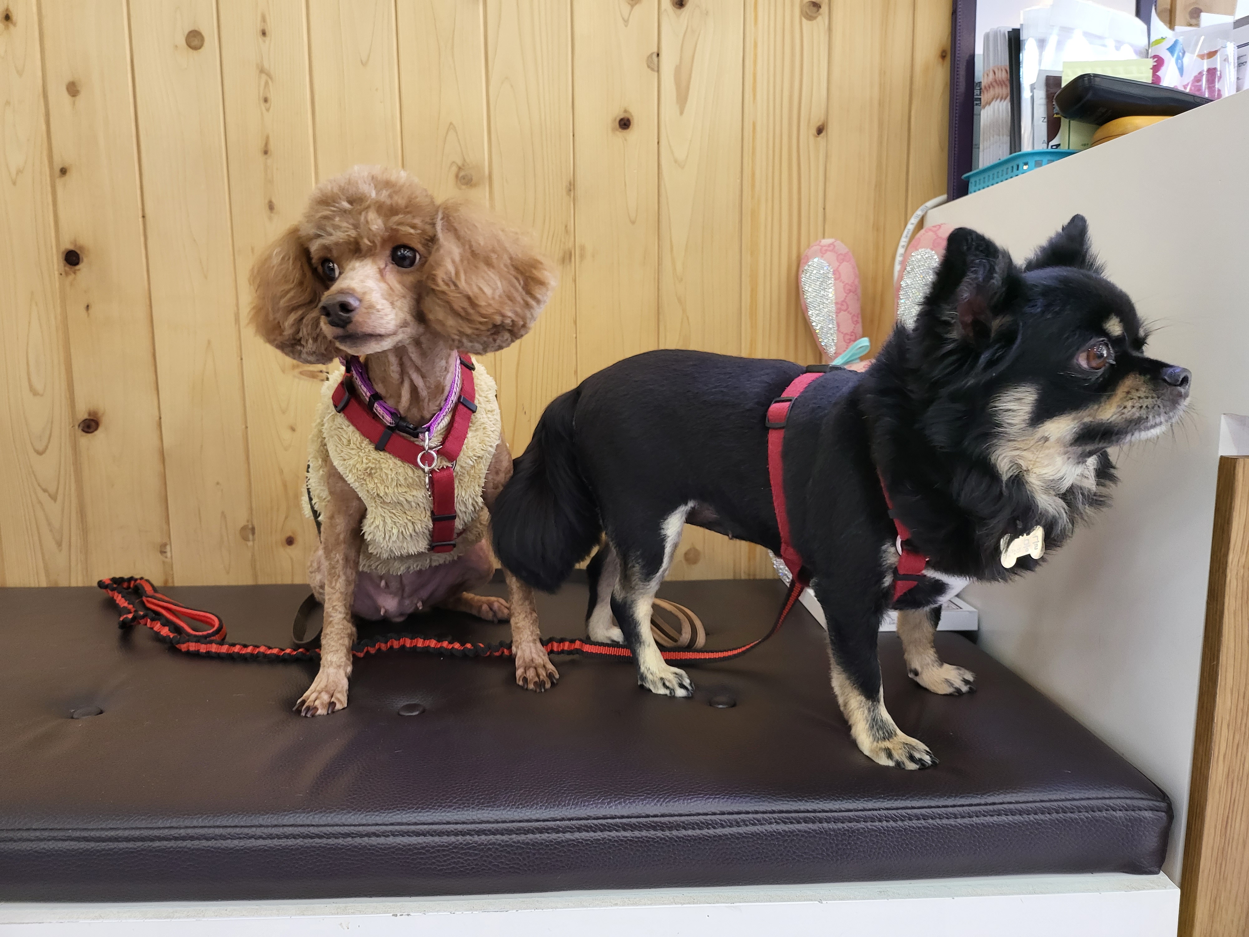 랩몬(몽글)이가 3년 차 생활 이야기와 해랑(하루)의 이야기를 전해드립니다.