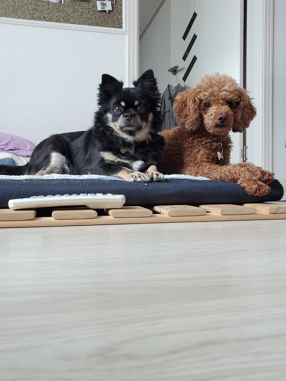 랩몬(몽글)이가 3년 차 생활 이야기와 해랑(하루)의 이야기를 전해드립니다.