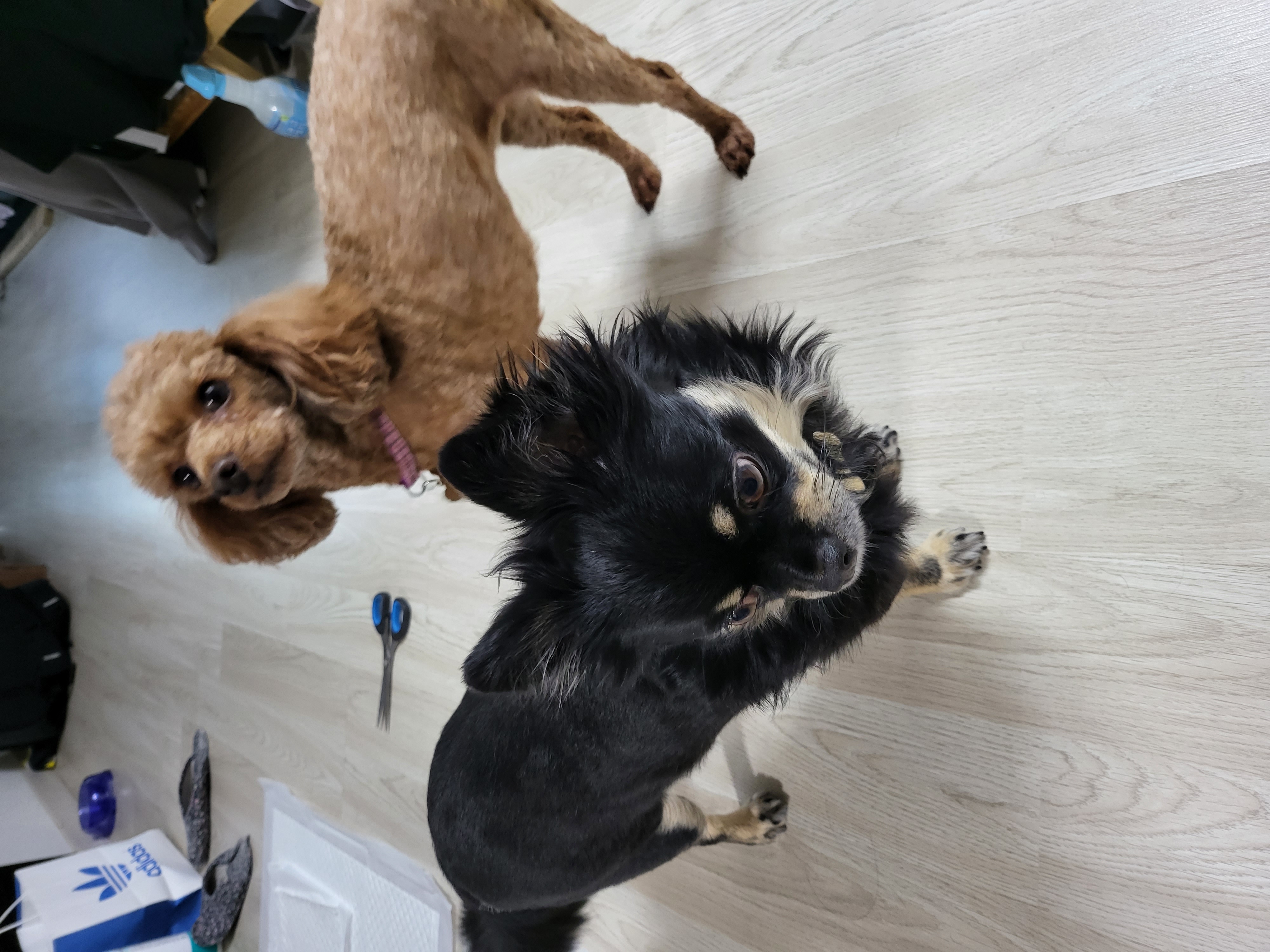 랩몬(몽글)이가 3년 차 생활 이야기와 해랑(하루)의 이야기를 전해드립니다.