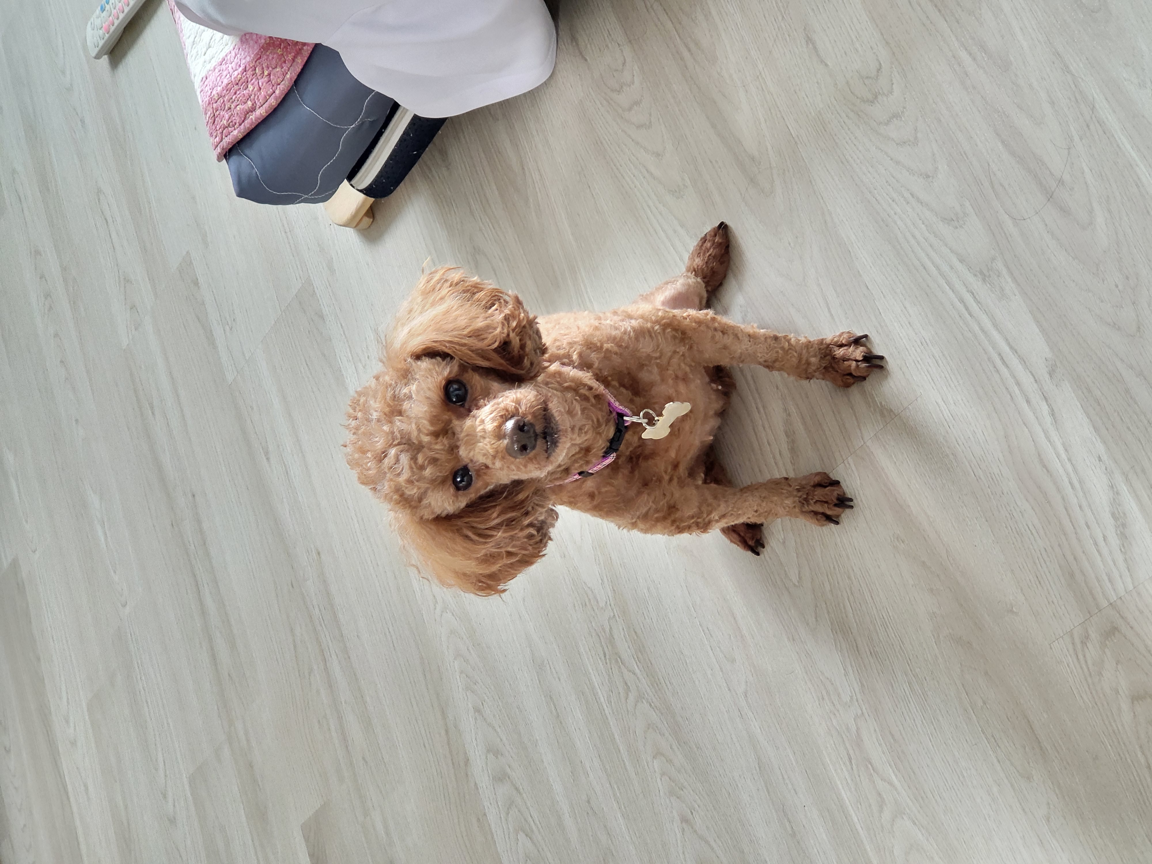 랩몬(몽글)이가 3년 차 생활 이야기와 해랑(하루)의 이야기를 전해드립니다.