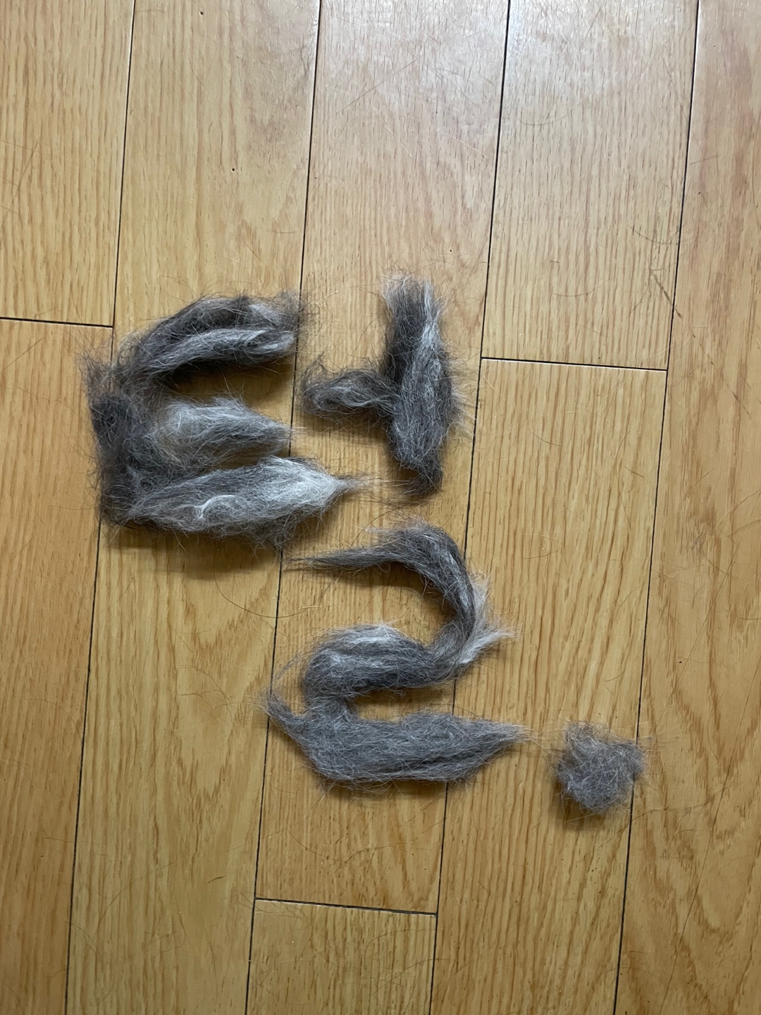 시유랑 함께 한지 벌써 두달이네요