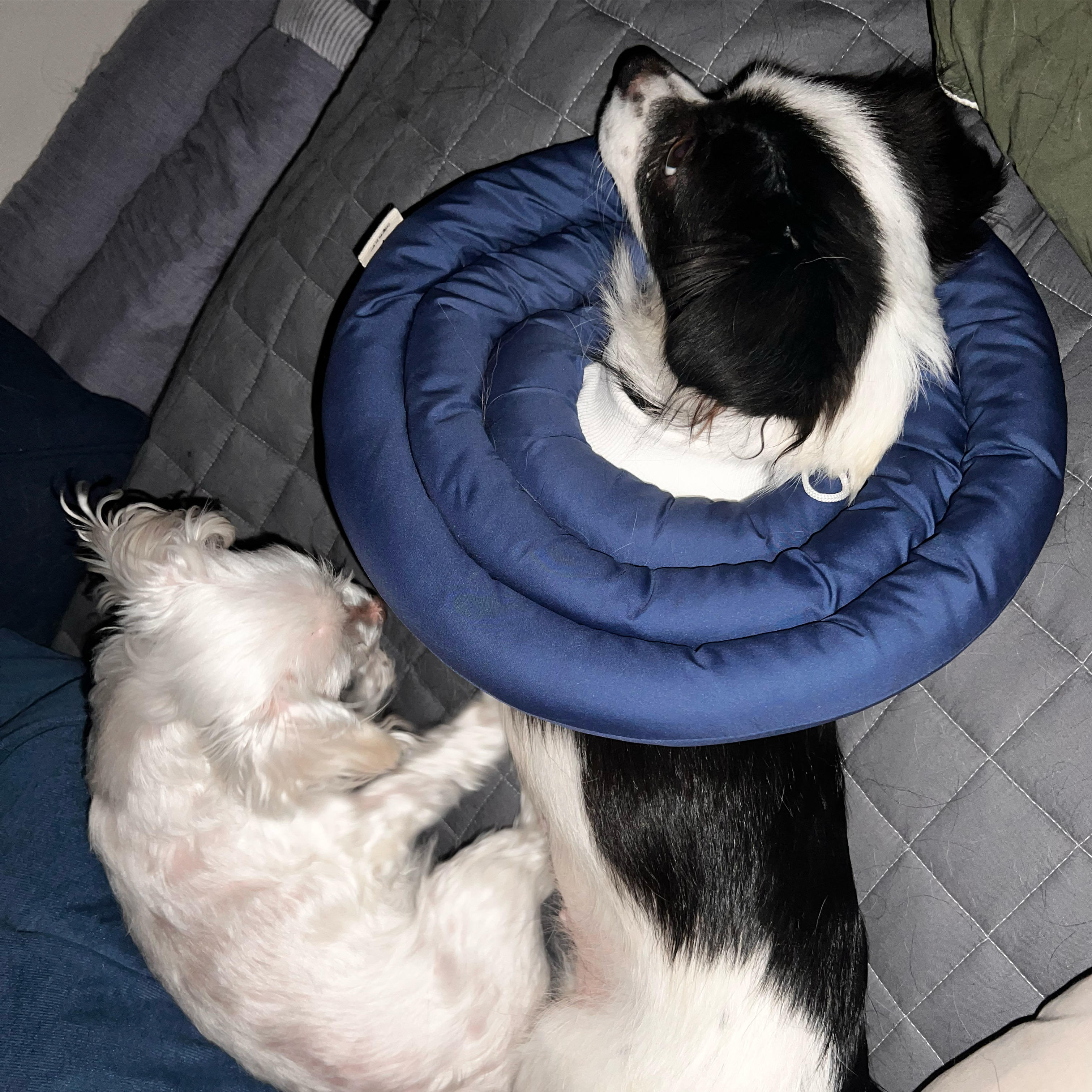 시유랑 함께 한지 벌써 두달이네요