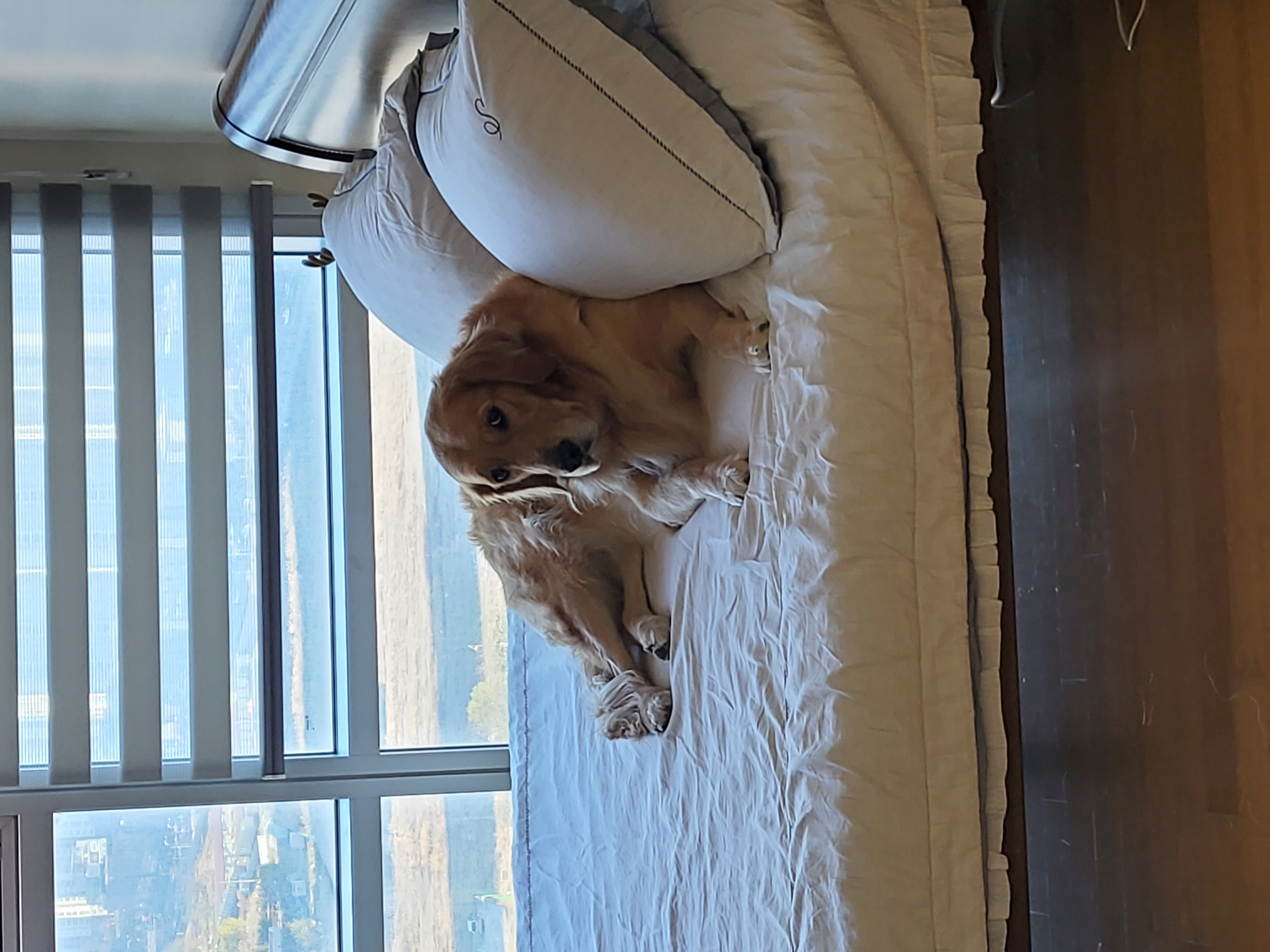 달이네 입니다(고양-22,다오)