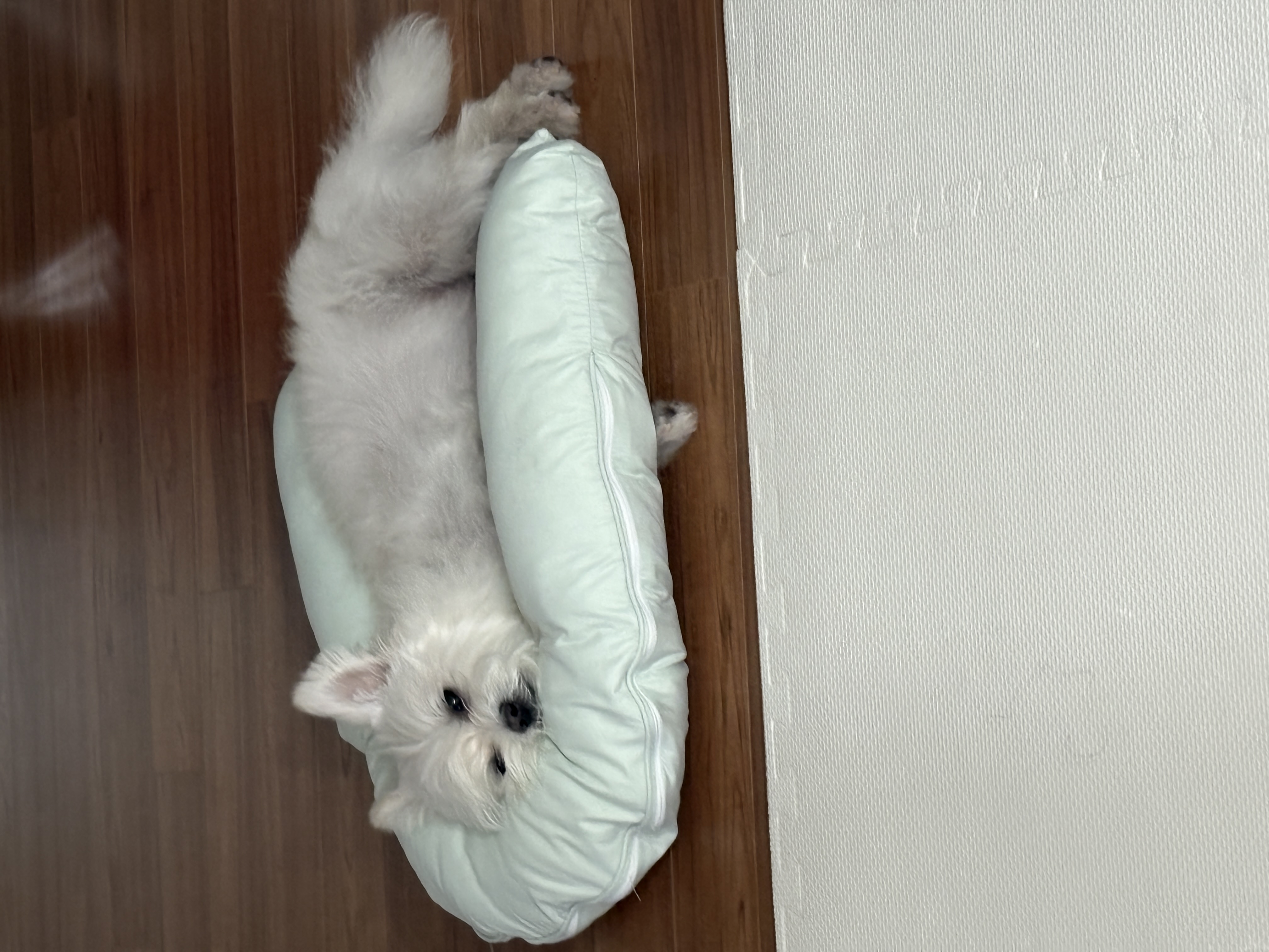 두리(소일이) 입양 3년차 이야기