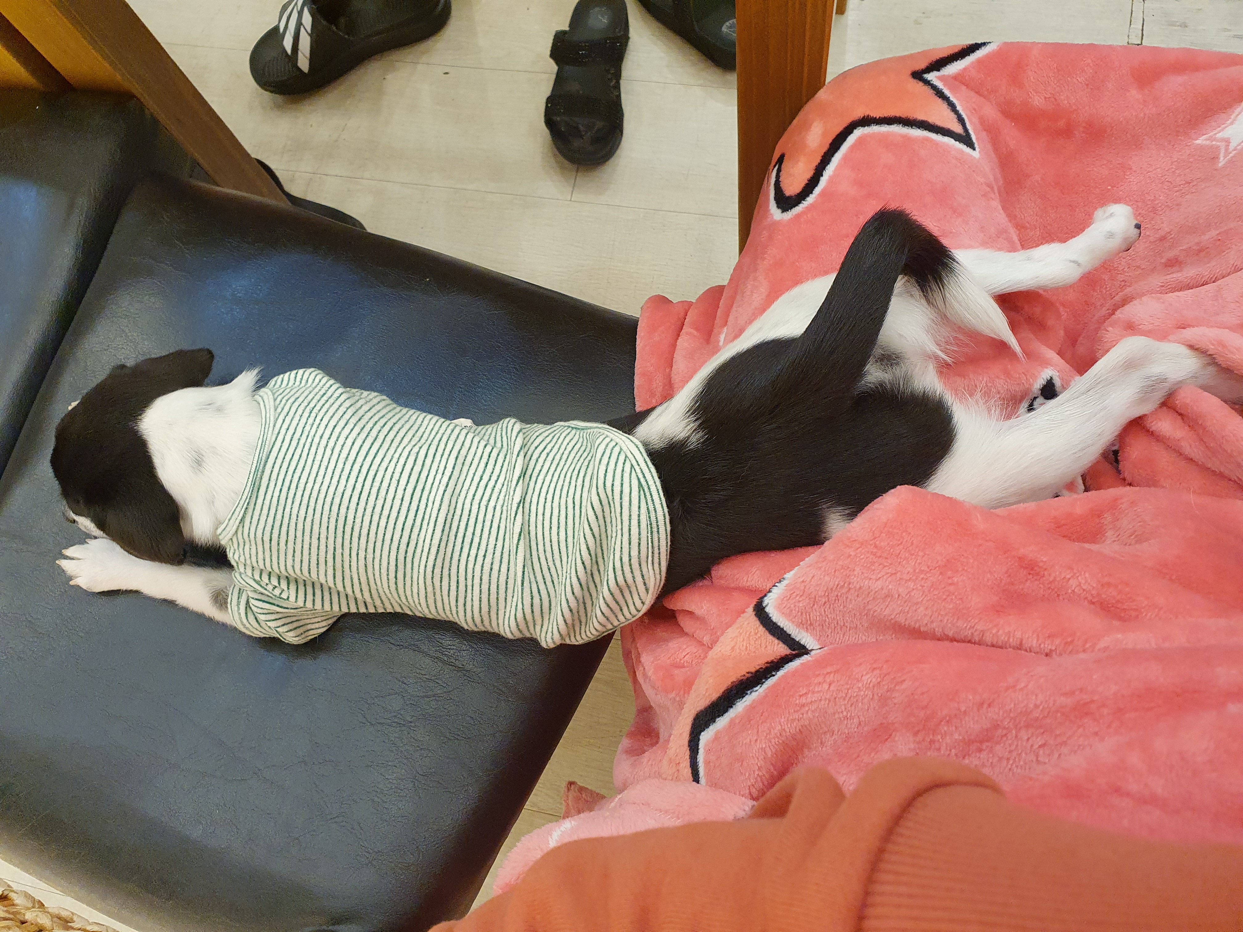 하니(모원)이 온지도 두달반이네요