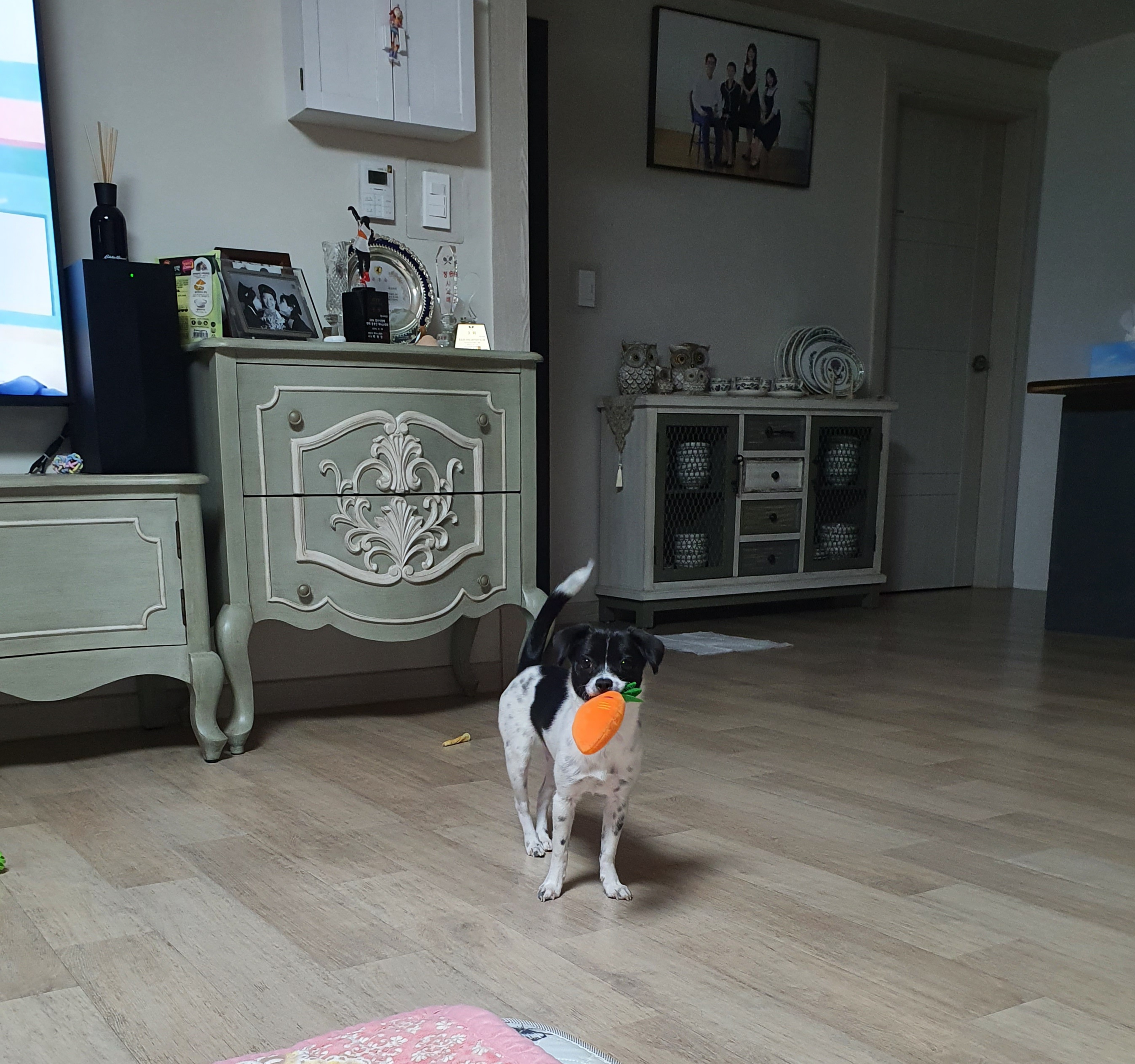 하니(모원)이 온지도 두달반이네요