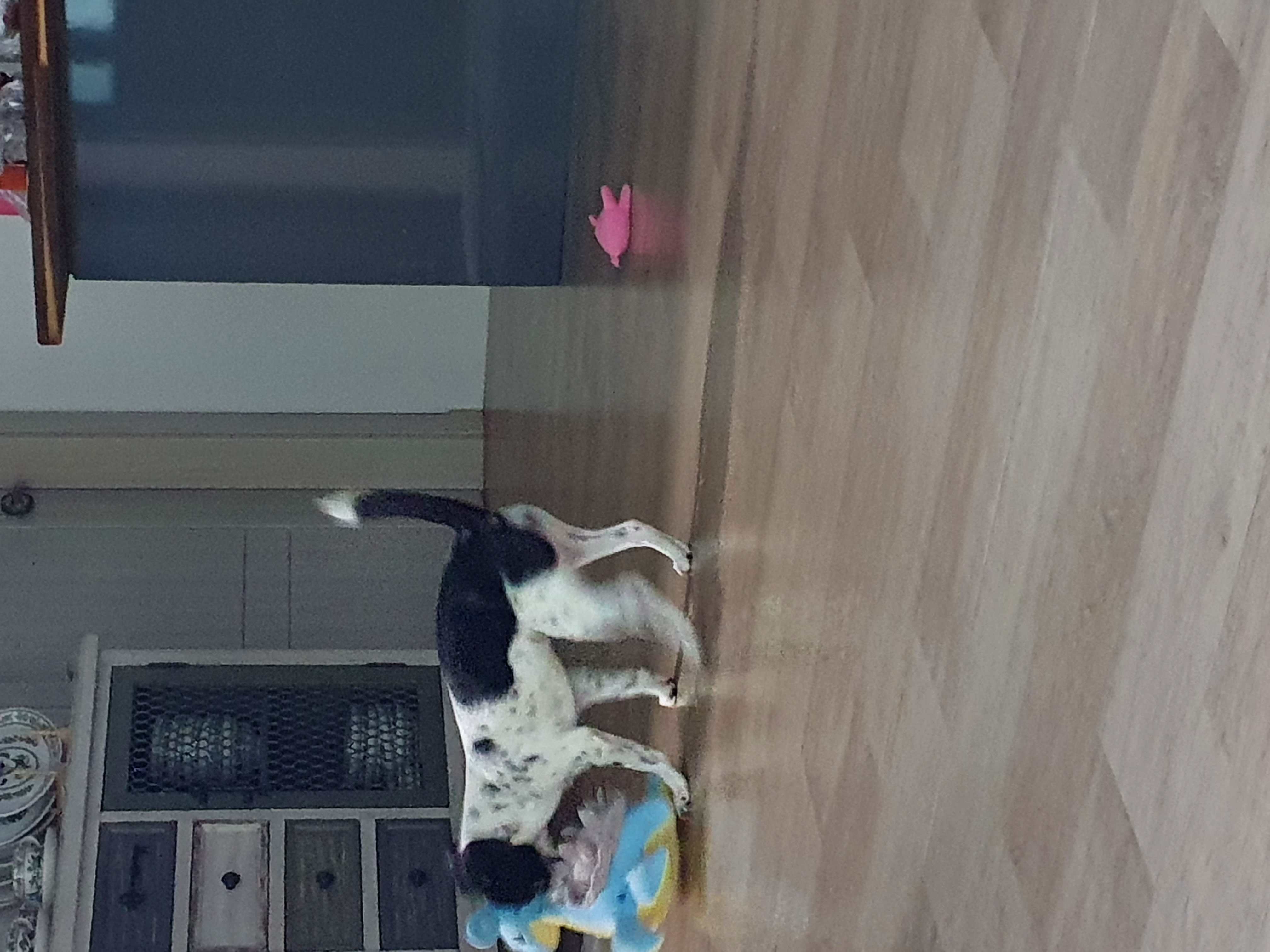 하니(모원)이 온지도 두달반이네요