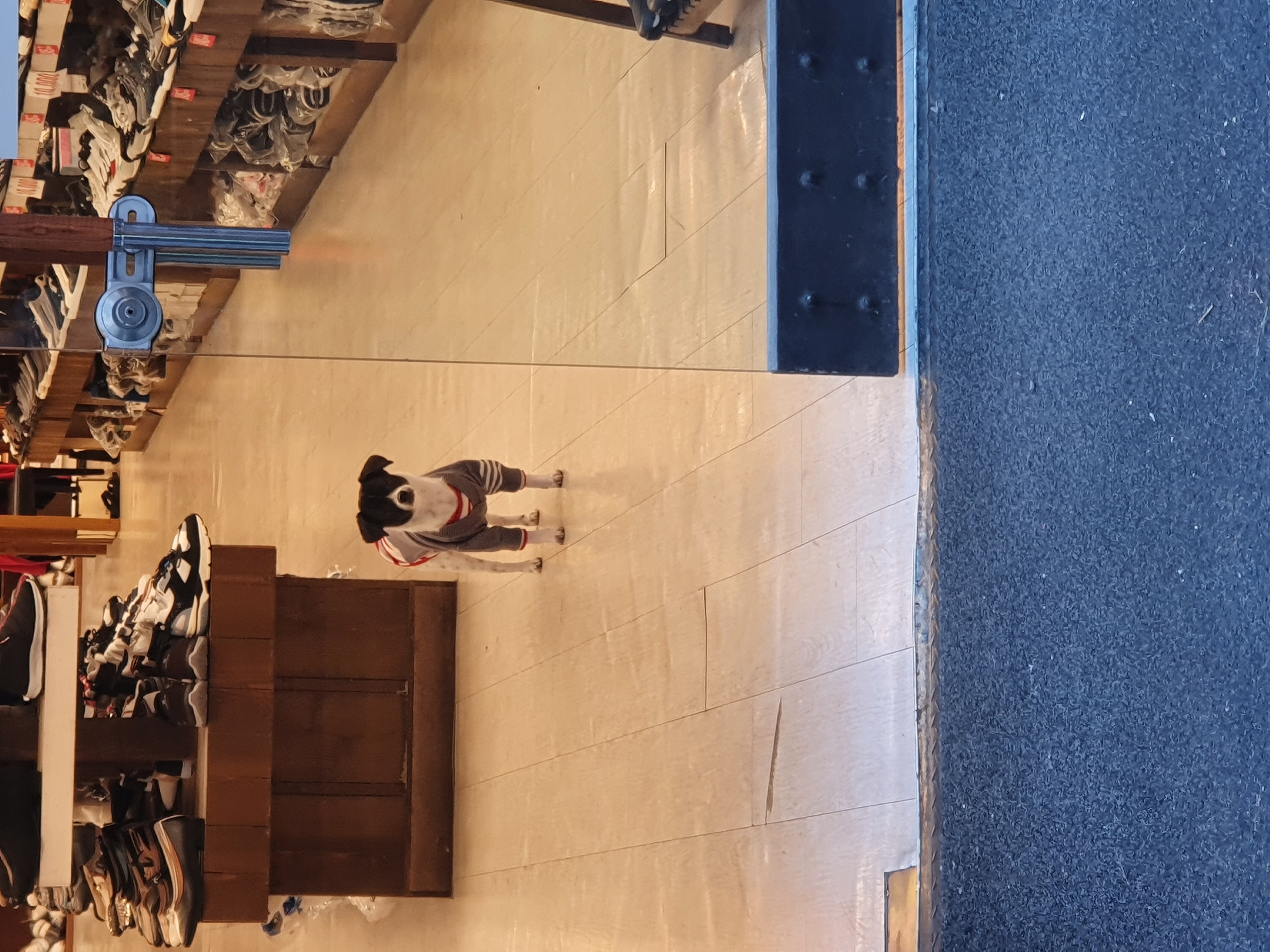 하니(모원)이 온지도 두달반이네요