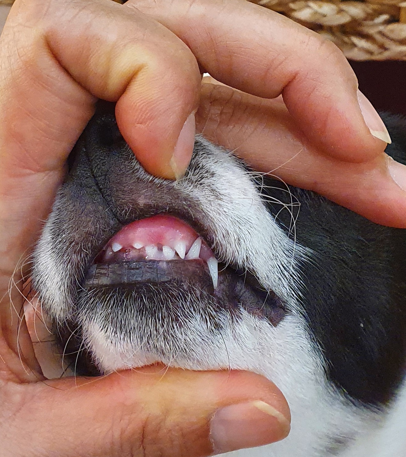 하니(모원)이 온지도 두달반이네요