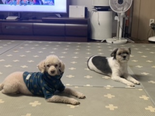 꽃돌이 오랜만에 왔어요~